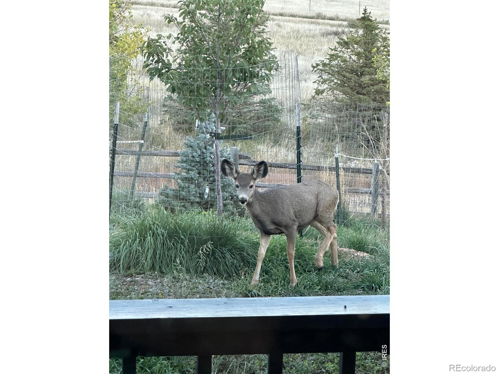 MLS Image #42 for 69  juniper ridge road,laporte, Colorado