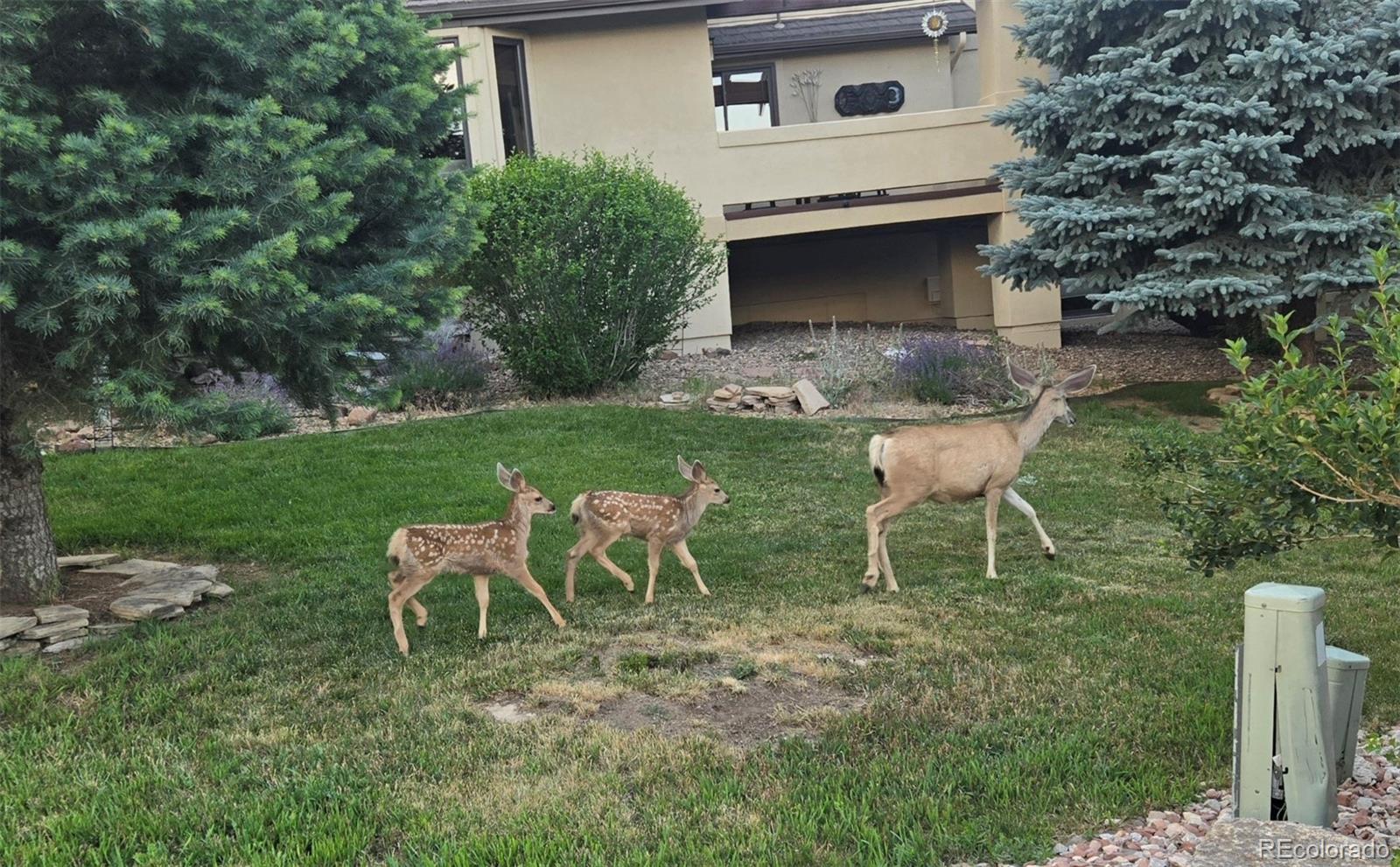 MLS Image #35 for 6324  willow broom trail,littleton, Colorado