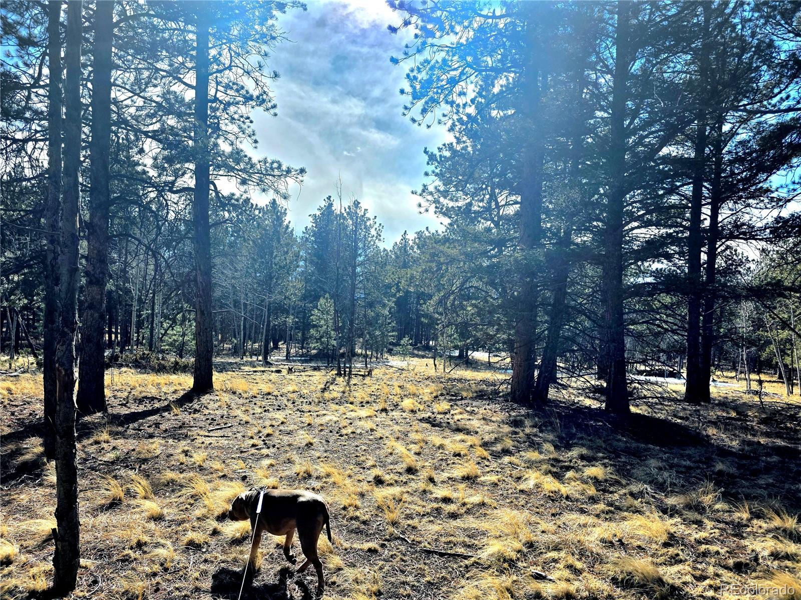 MLS Image #32 for 2063  vagabond creek drive,lake george, Colorado