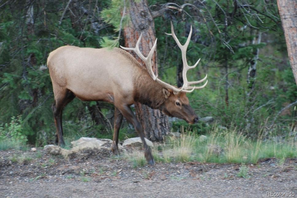 MLS Image #47 for 8510  bobsled trail,morrison, Colorado