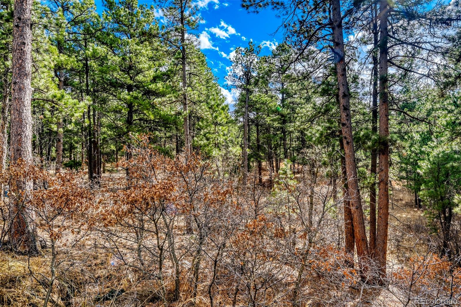 MLS Image #35 for 3392  estates circle,larkspur, Colorado