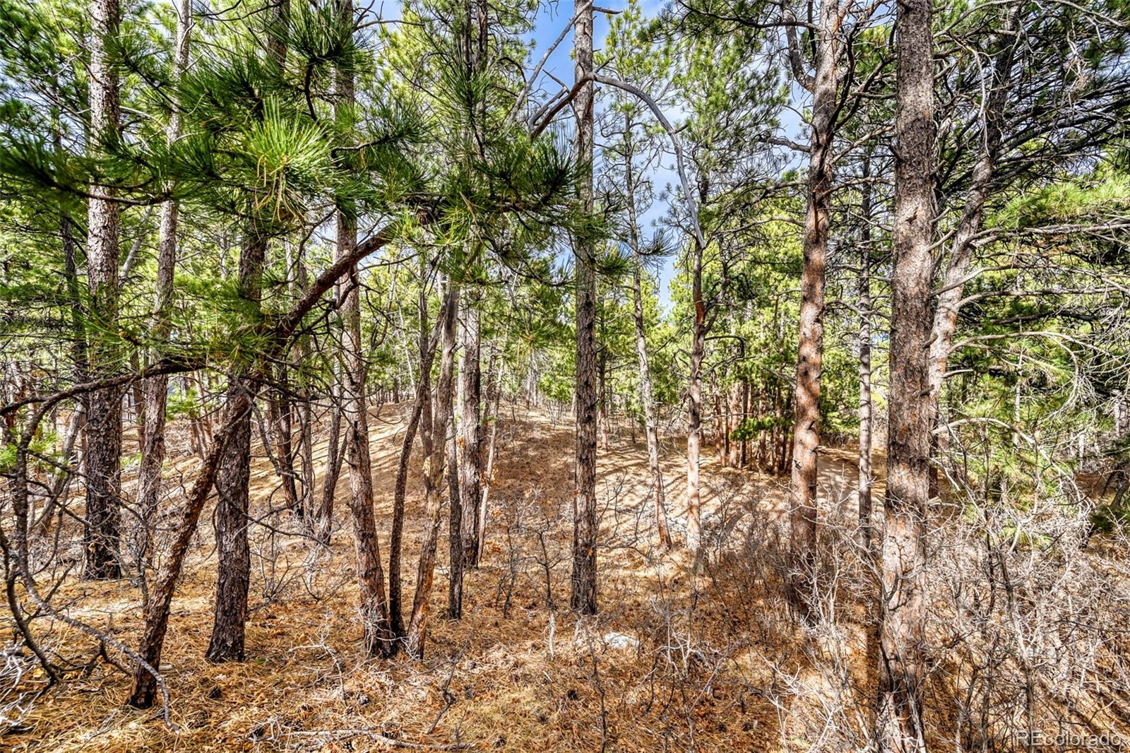 MLS Image #41 for 3392  estates circle,larkspur, Colorado