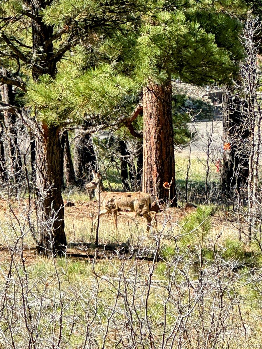 MLS Image #45 for 62  masters circle,pagosa springs, Colorado