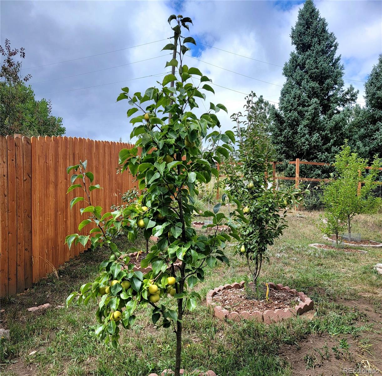 MLS Image #22 for 570  columbine avenue,golden, Colorado