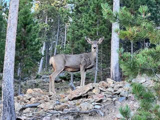 MLS Image #40 for 86  yarrow trail,evergreen, Colorado
