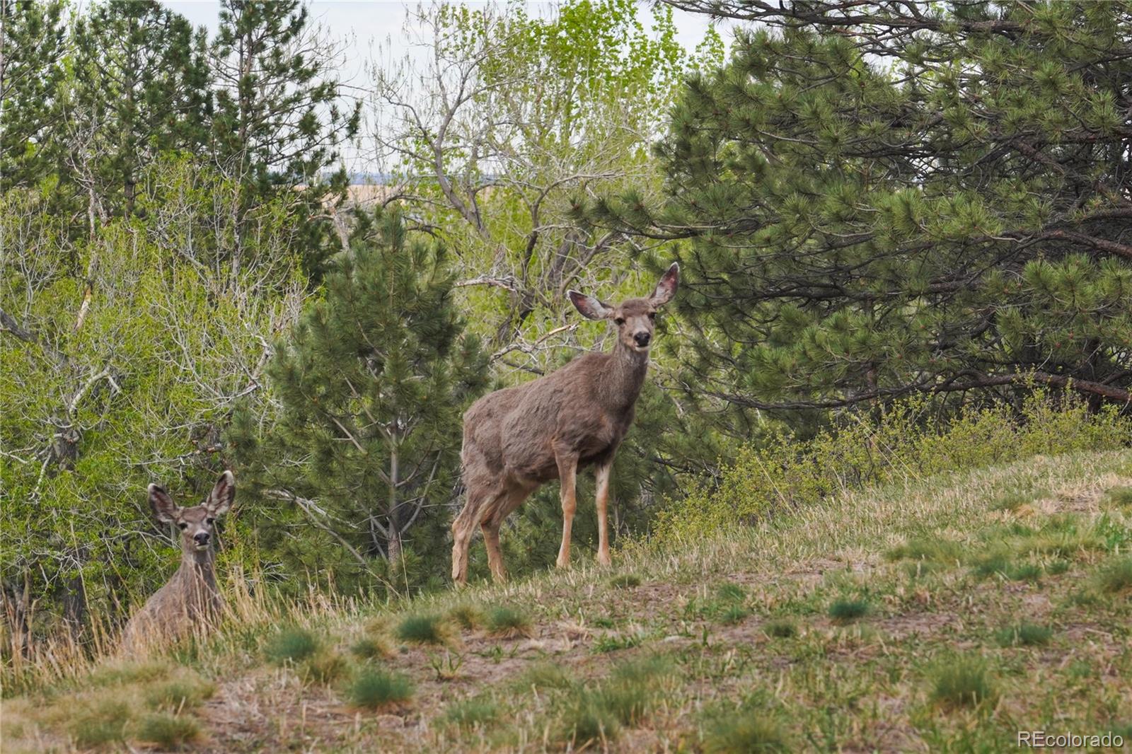 MLS Image #33 for 8664  middle fork road,boulder, Colorado
