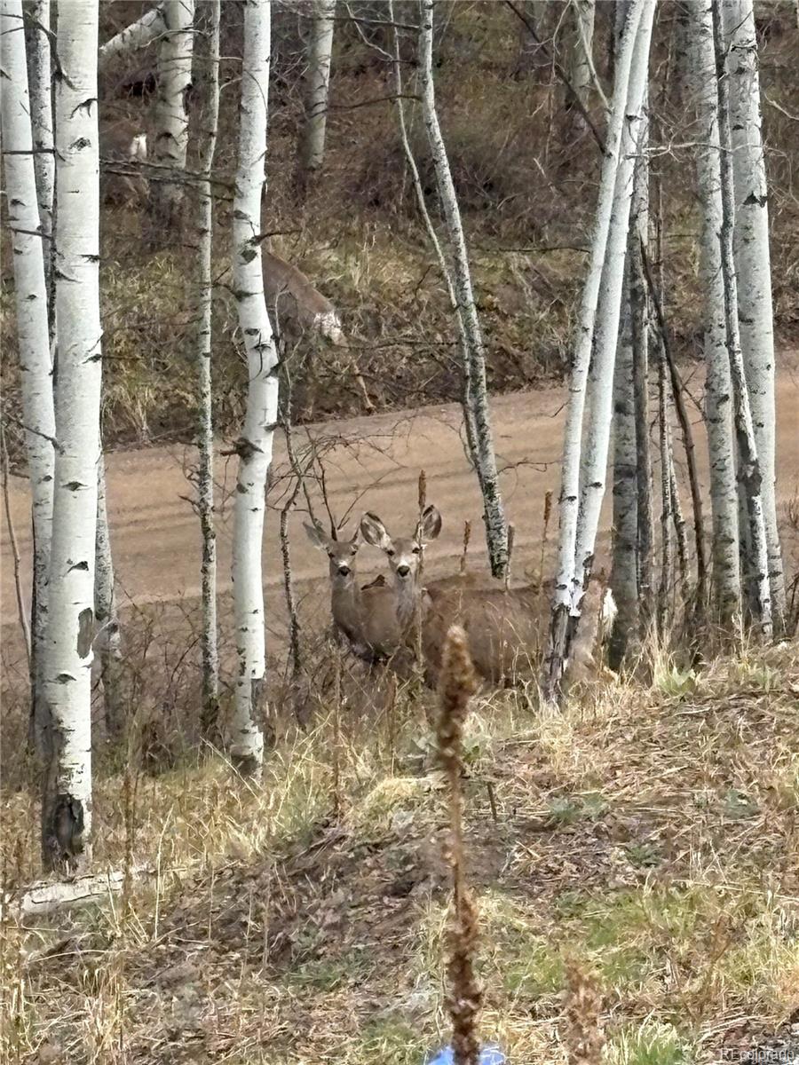 MLS Image #27 for 321 e cline drive,shawnee, Colorado