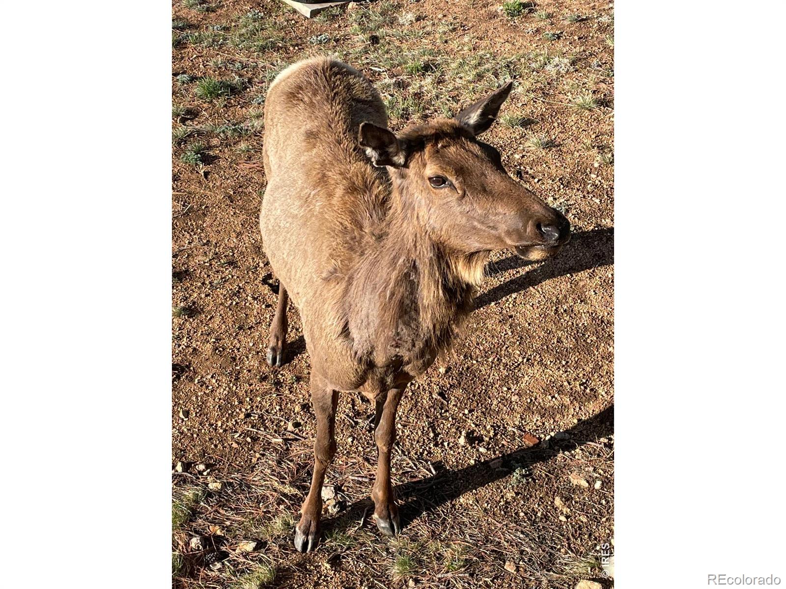 MLS Image #15 for 285  indian trail,estes park, Colorado