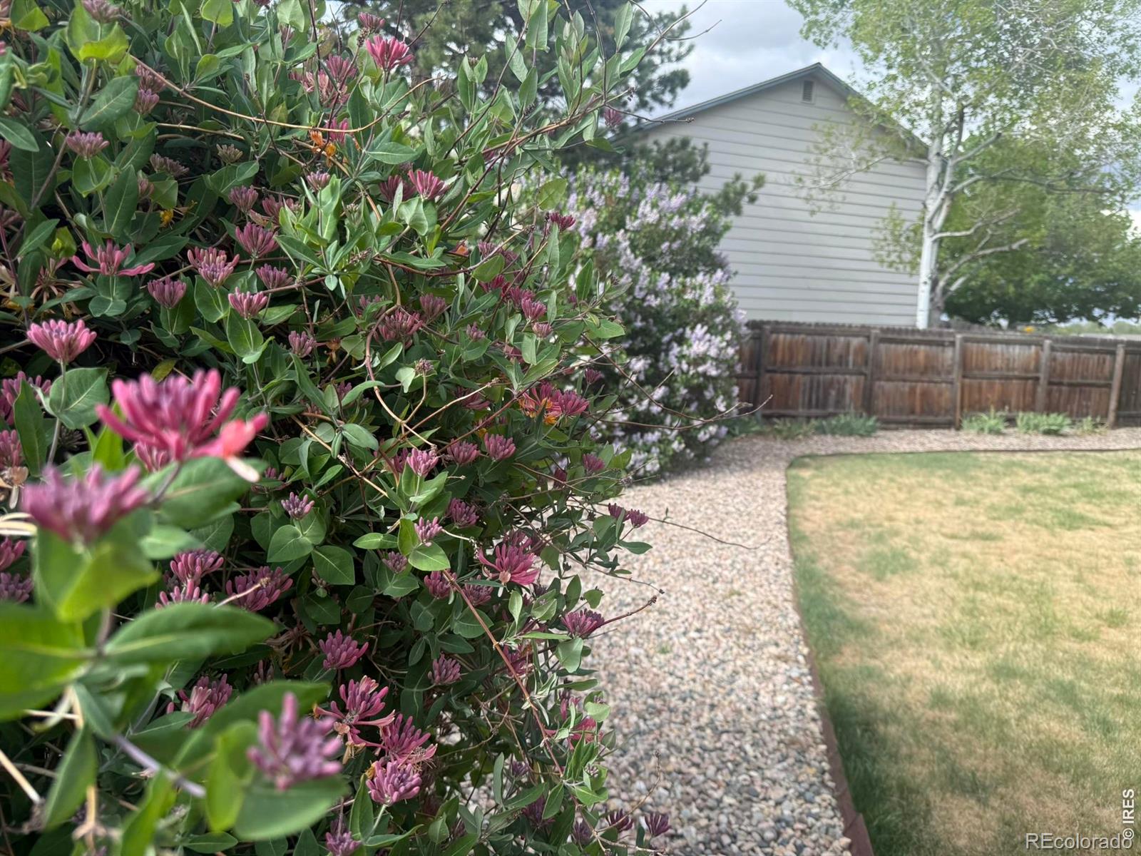 MLS Image #22 for 1044  blue spruce drive,loveland, Colorado