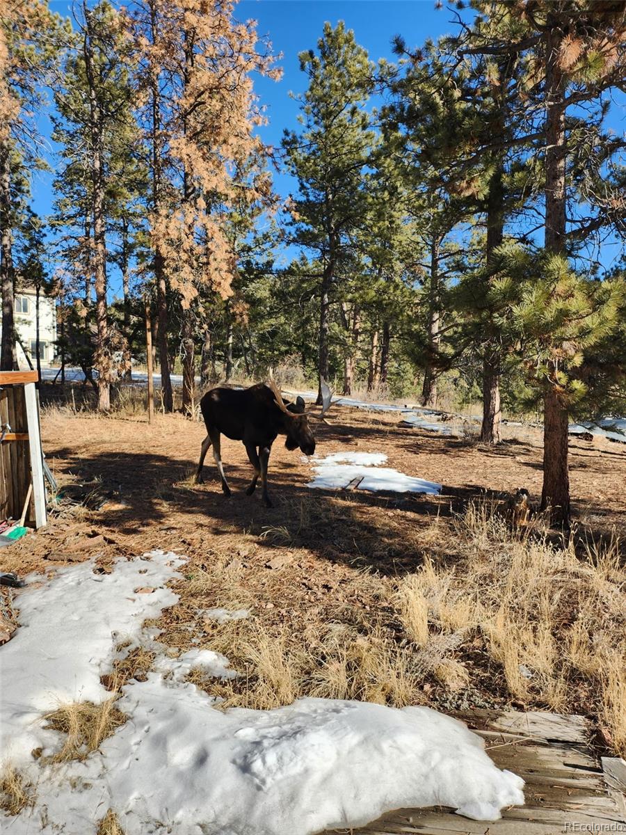 MLS Image #23 for 13108  elsie road,conifer, Colorado