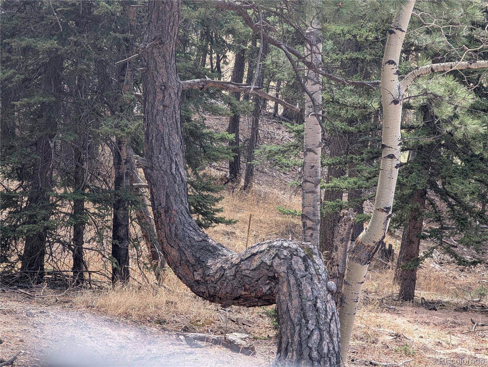 MLS Image #26 for 13108  elsie road,conifer, Colorado