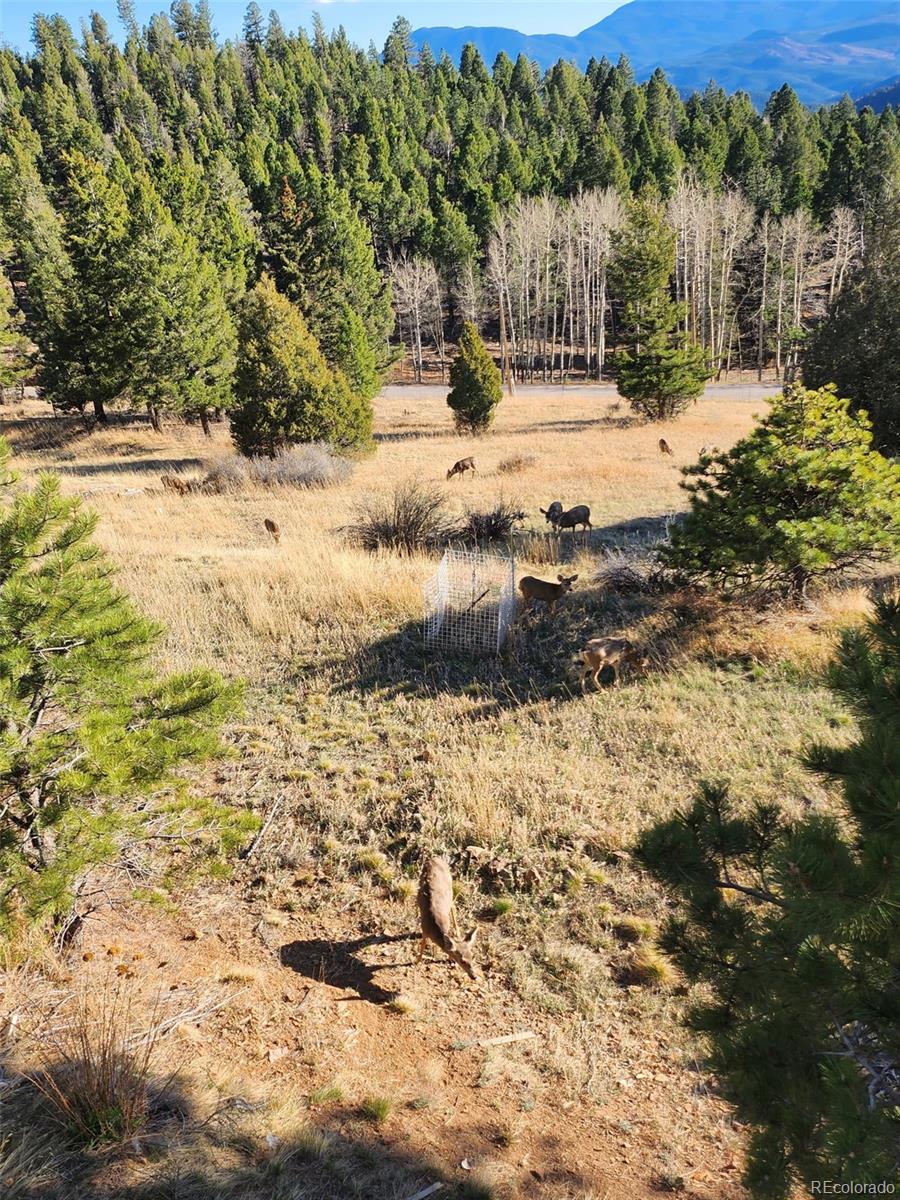 MLS Image #27 for 13108  elsie road,conifer, Colorado