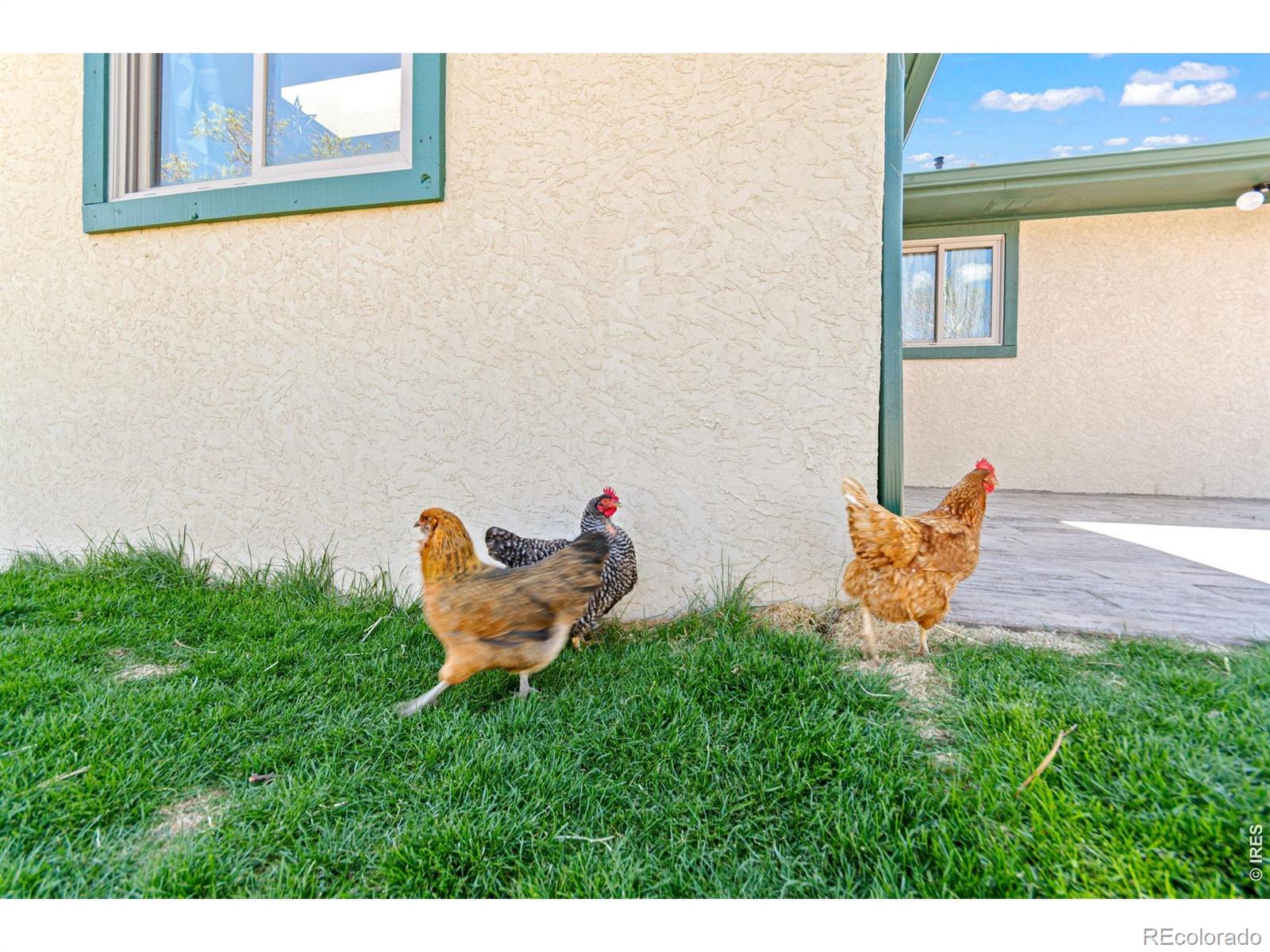 MLS Image #30 for 6701  orchard drive,loveland, Colorado