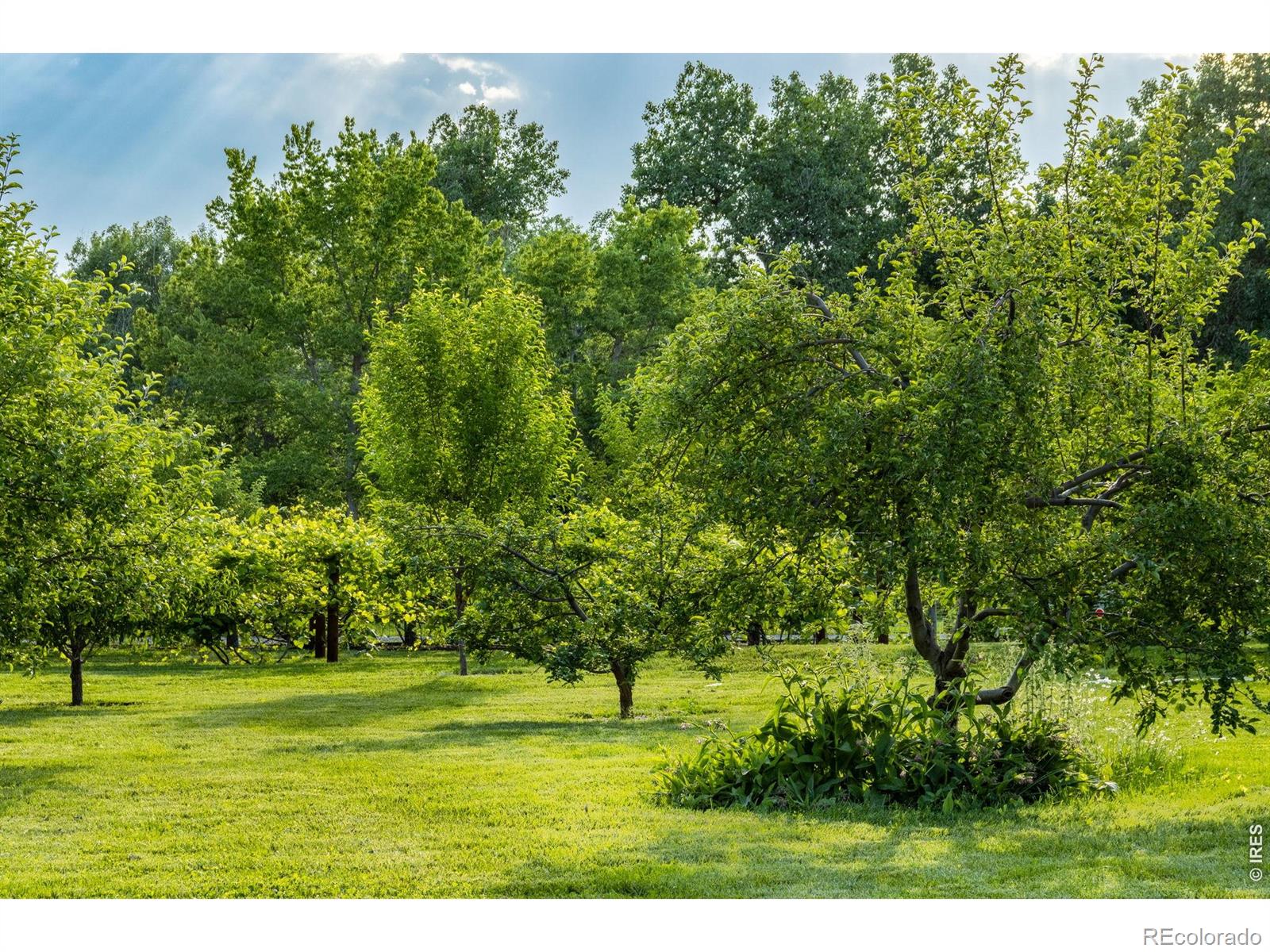 MLS Image #5 for 500  apple blossom lane,fort collins, Colorado