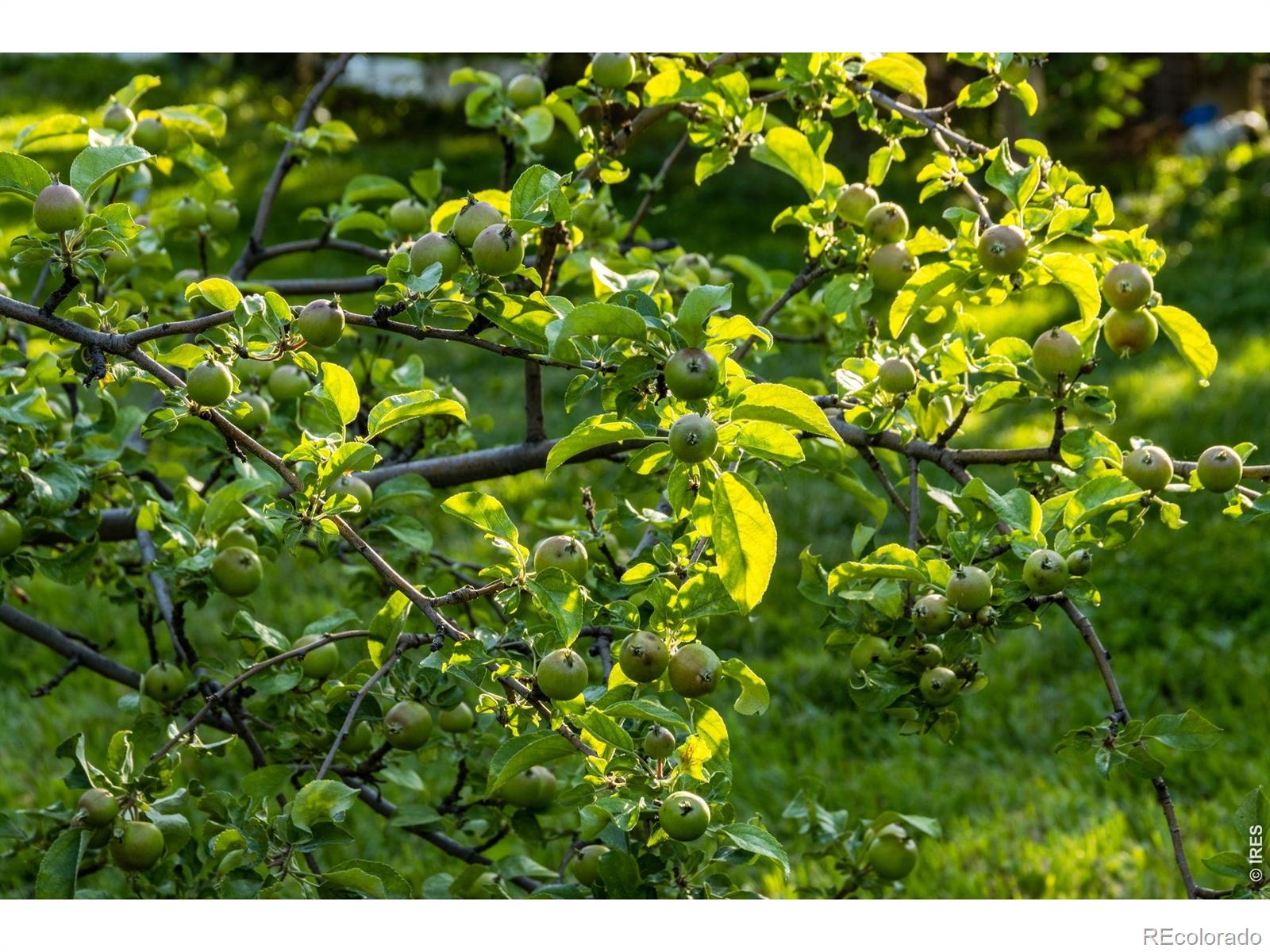 MLS Image #6 for 500  apple blossom lane,fort collins, Colorado