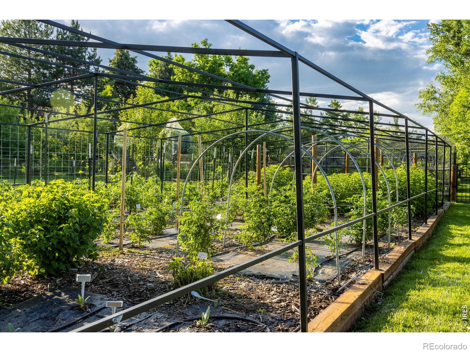 MLS Image #9 for 500  apple blossom lane,fort collins, Colorado