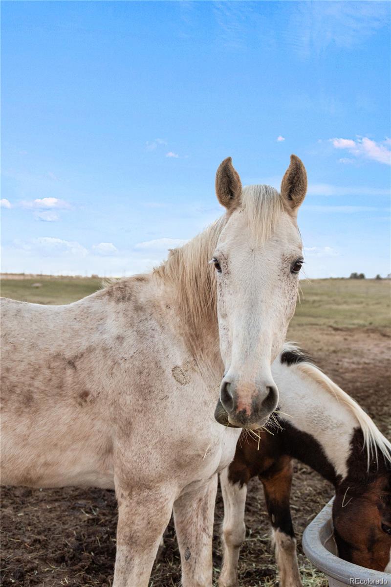MLS Image #39 for 4685  county road 106 ,elbert, Colorado