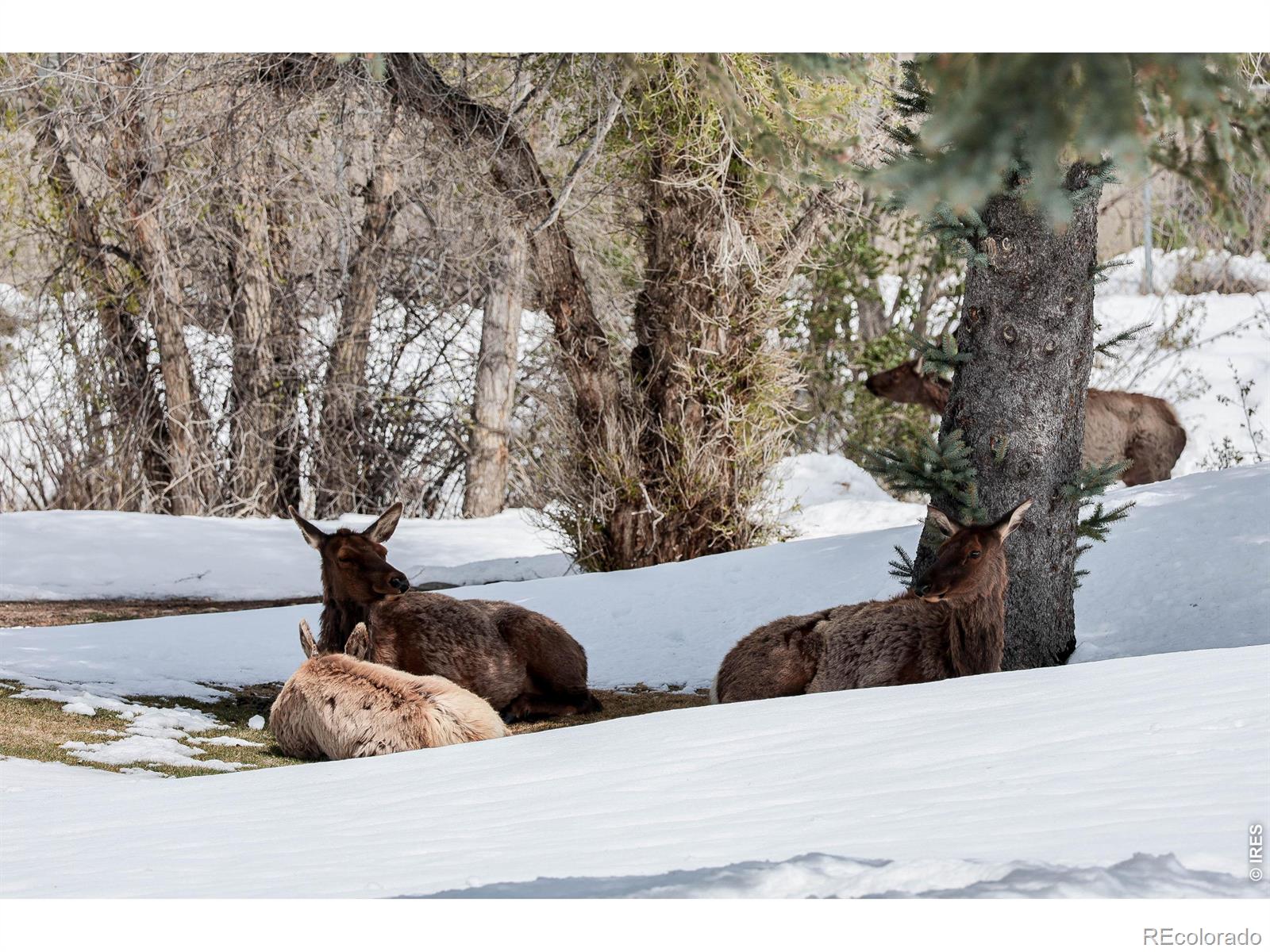 MLS Image #35 for 836  vista lane,estes park, Colorado