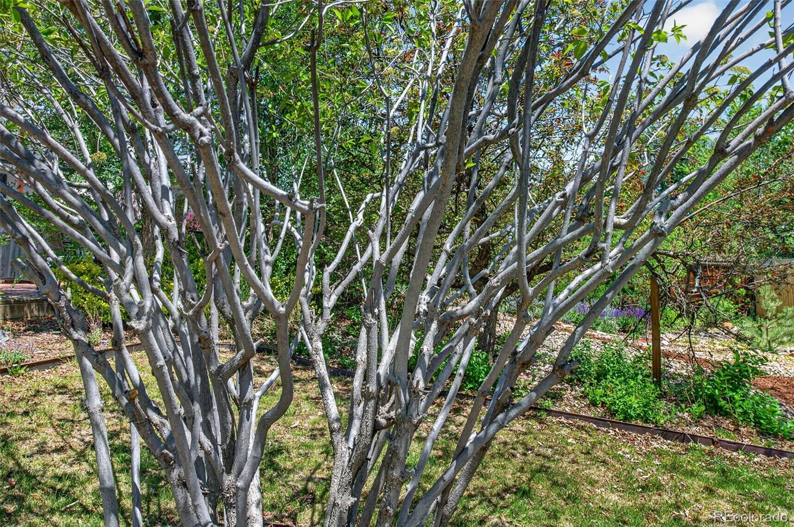 MLS Image #43 for 7488 s teller street,littleton, Colorado