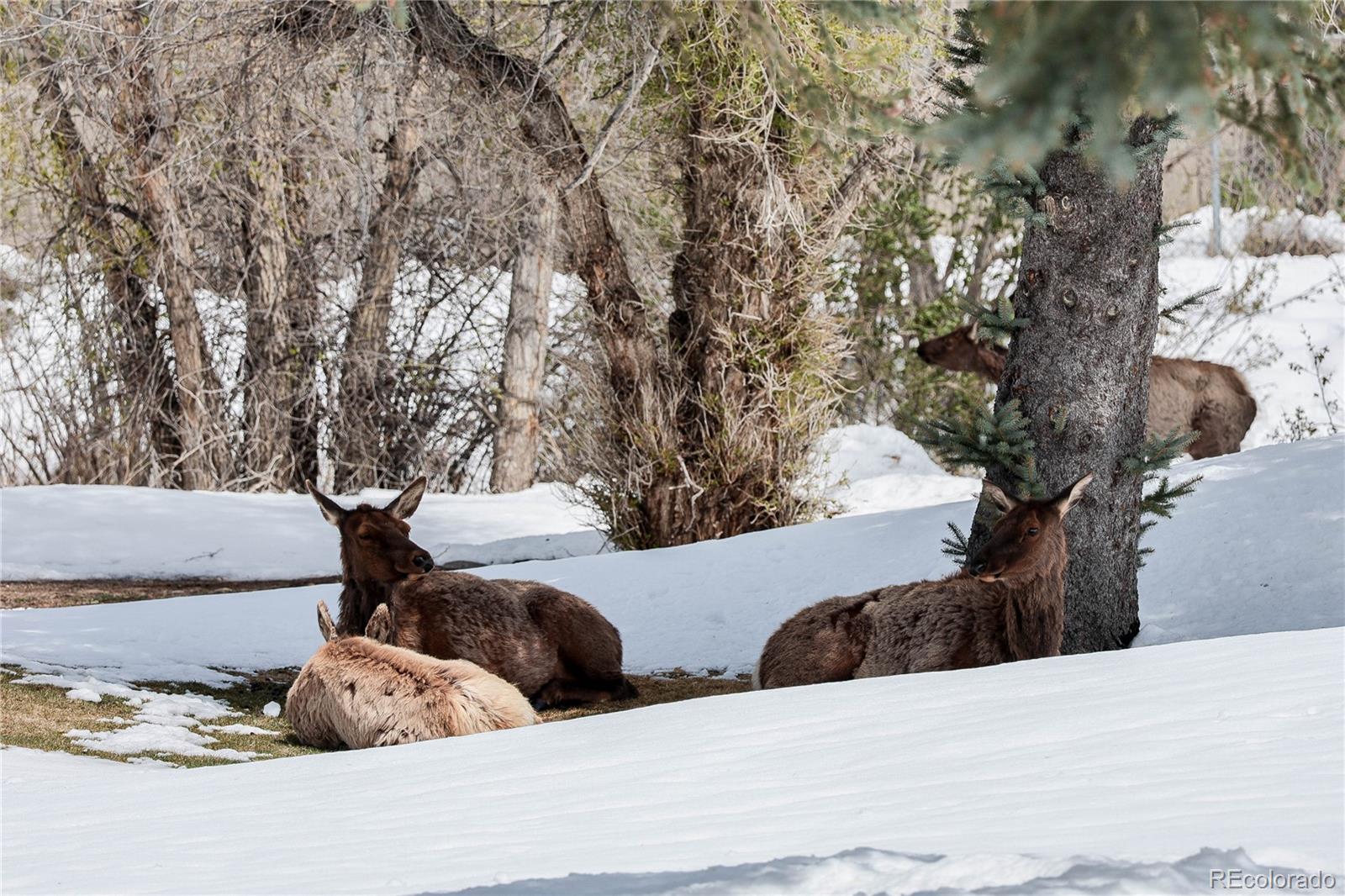 MLS Image #33 for 836  vista lane,estes park, Colorado