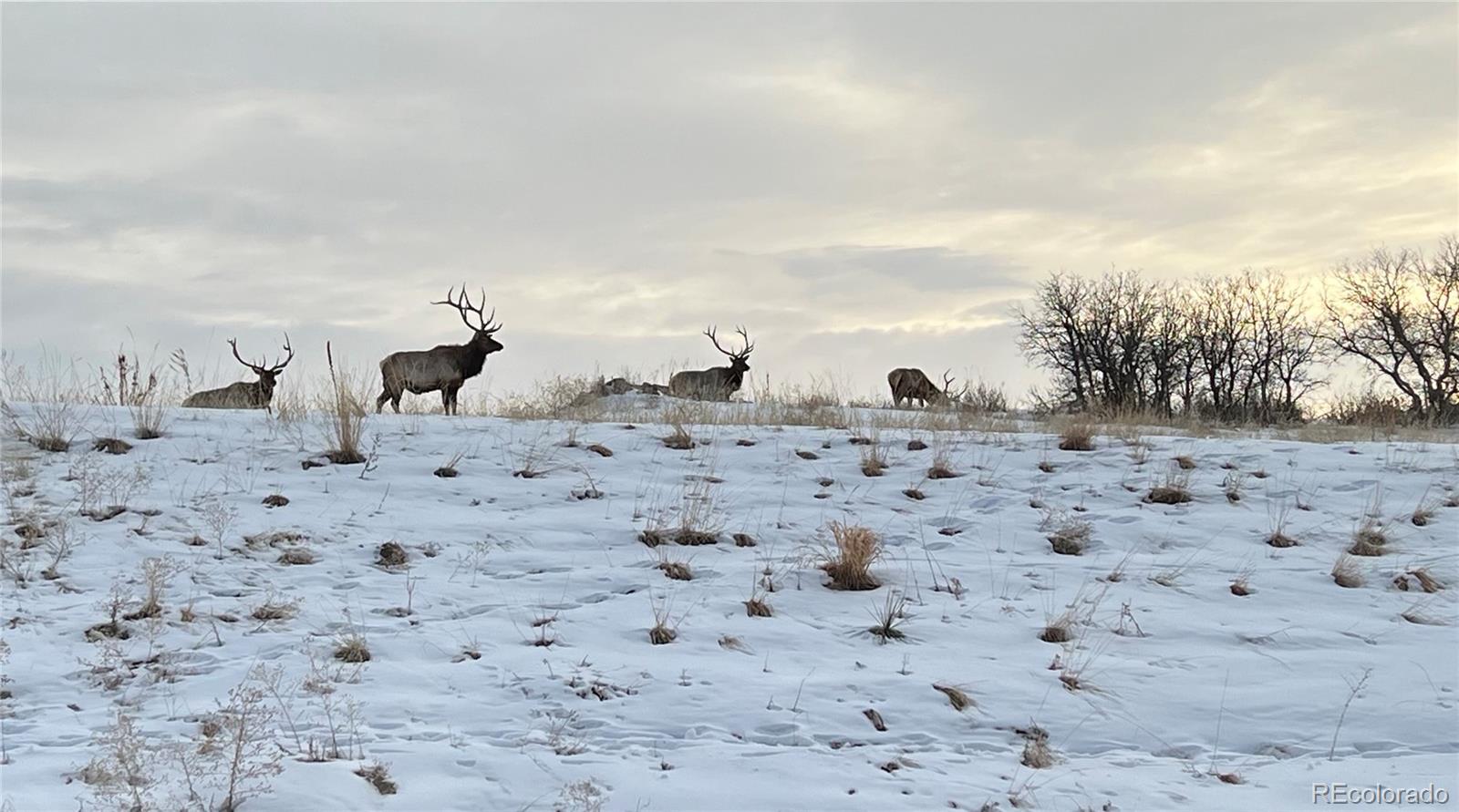 MLS Image #17 for 455  rogers way,castle rock, Colorado