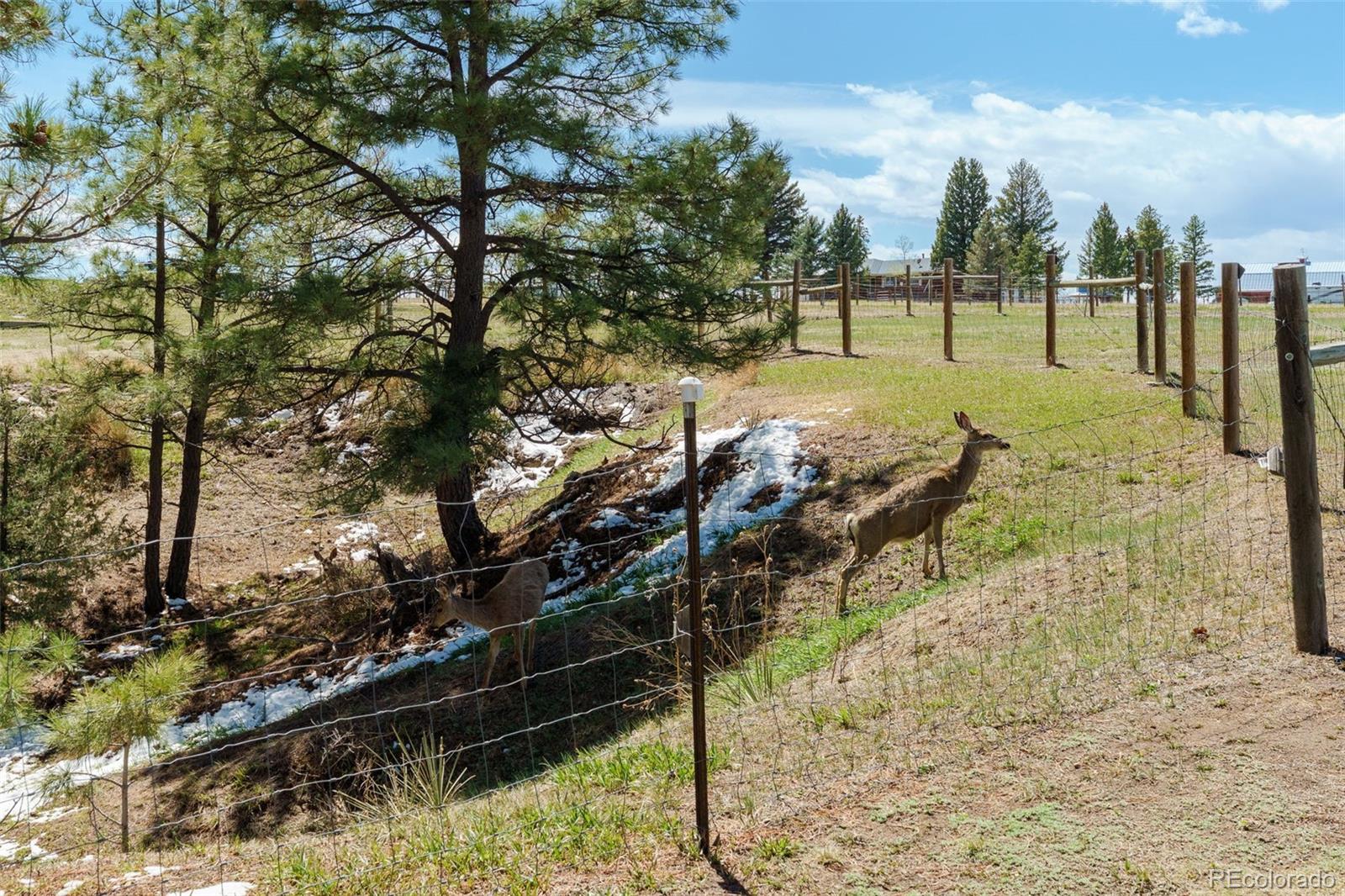 MLS Image #44 for 1851  buttercup road,elizabeth, Colorado