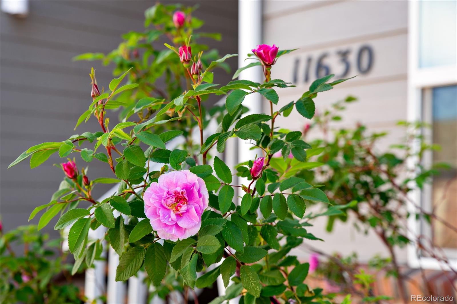 MLS Image #4 for 11630 w 62nd place,arvada, Colorado