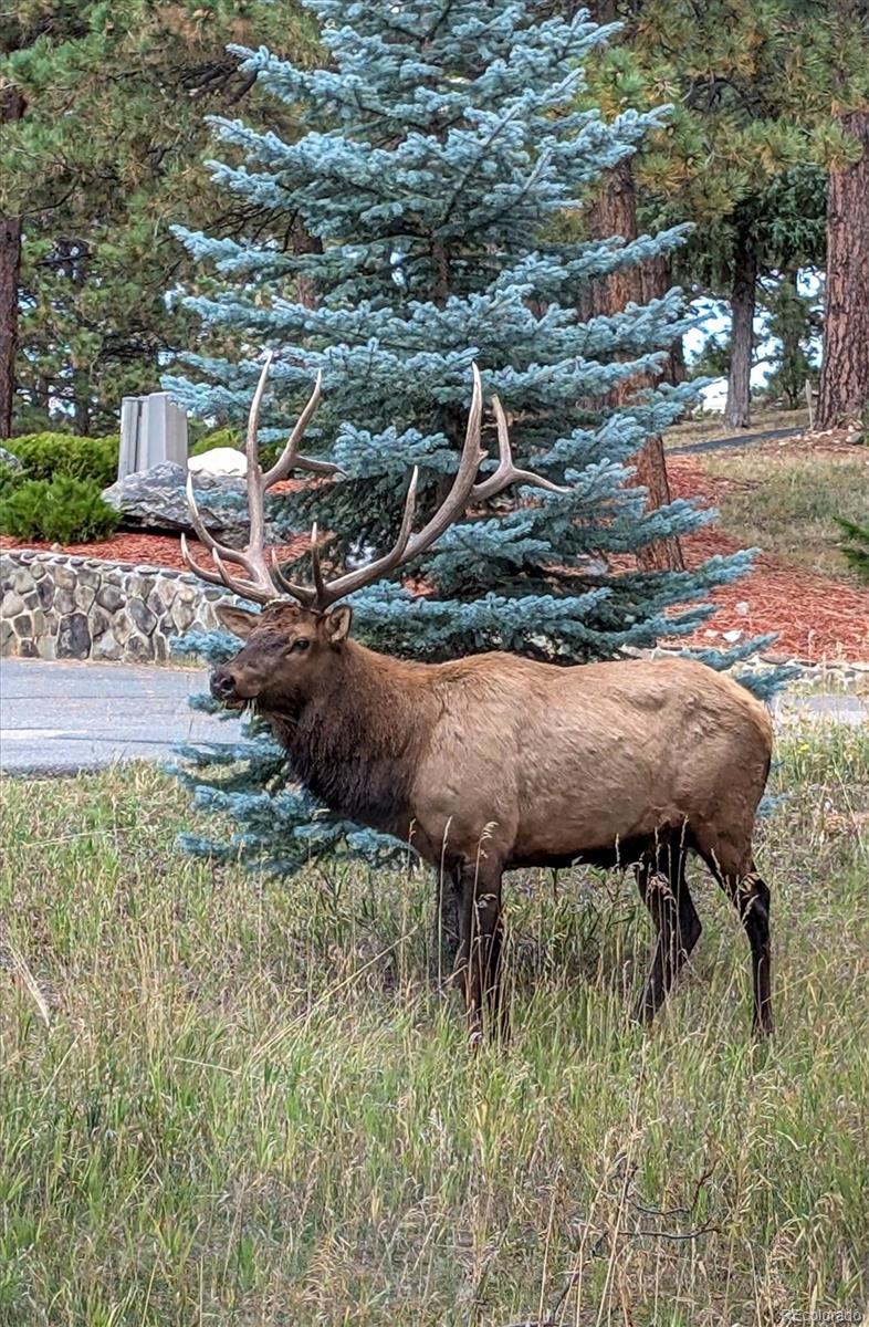 MLS Image #43 for 23004  whispering woods ,golden, Colorado