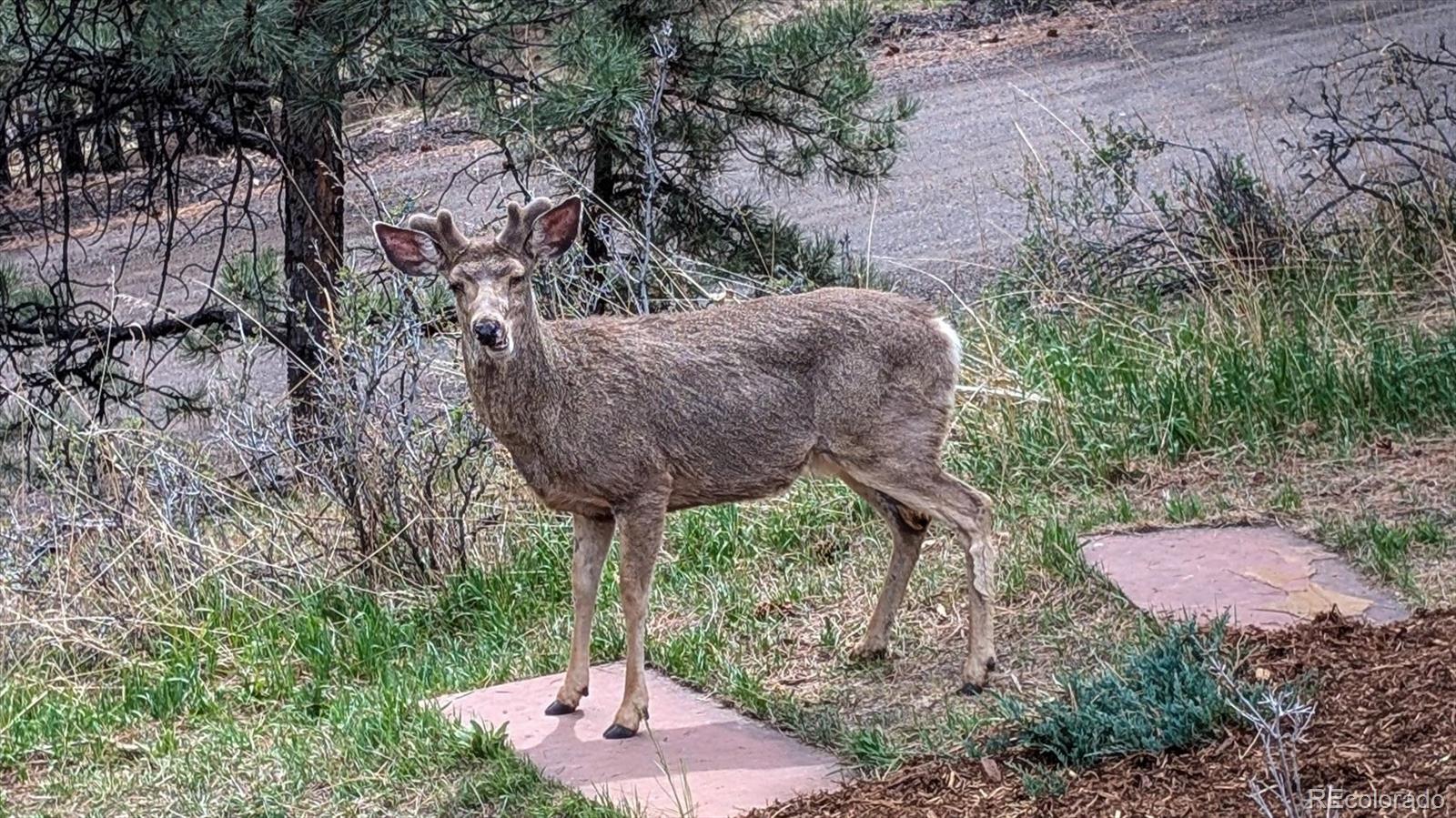 MLS Image #45 for 23004  whispering woods ,golden, Colorado