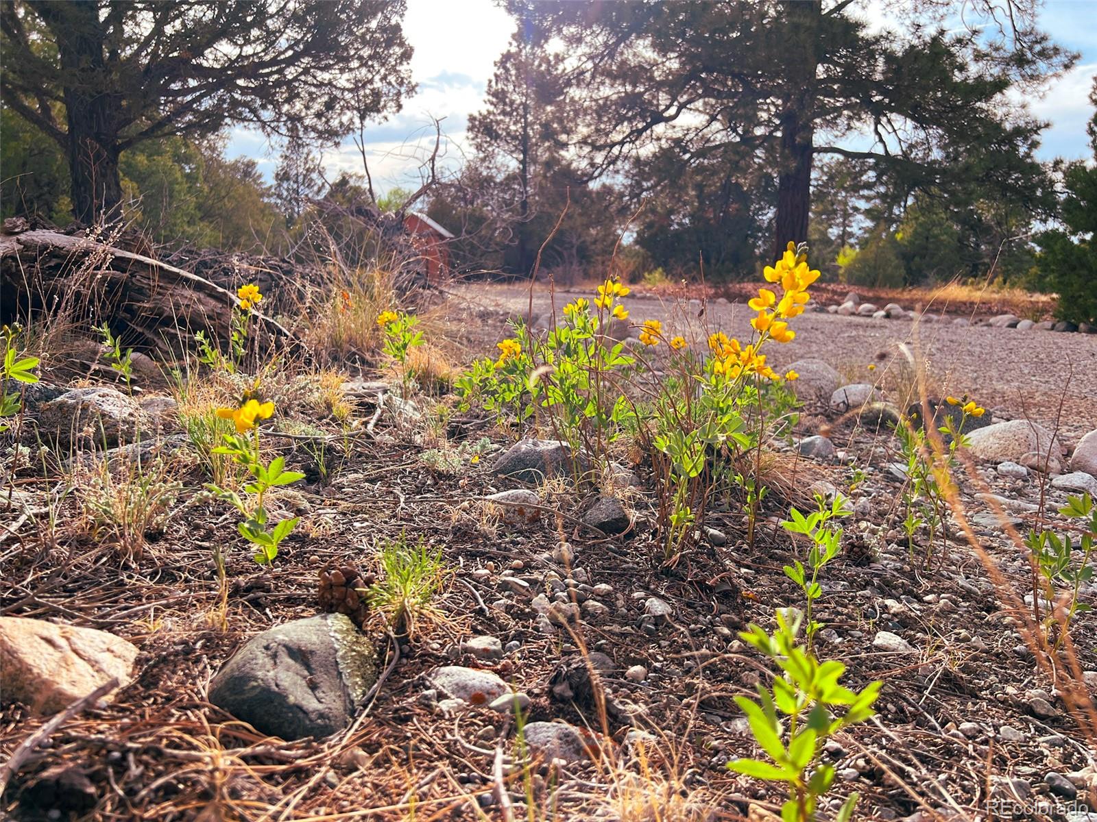 MLS Image #15 for 33  big bear road,mosca, Colorado