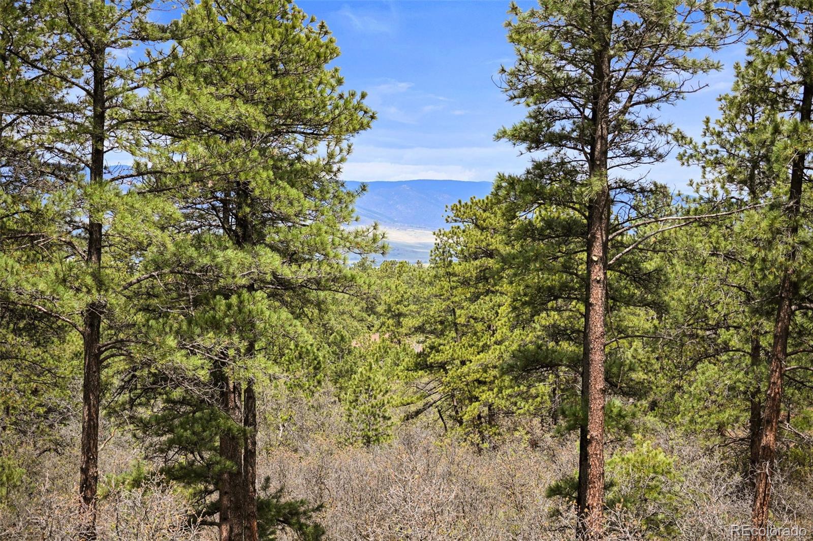 MLS Image #20 for 1851  gore drive,larkspur, Colorado