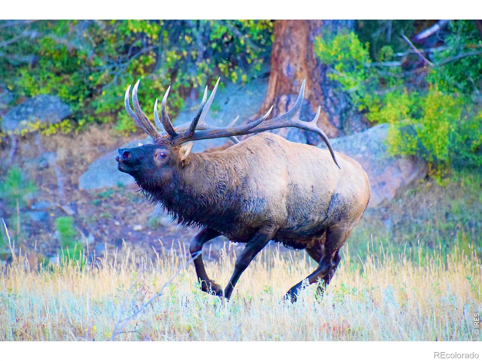 MLS Image #18 for 1141  fairway club circle,estes park, Colorado