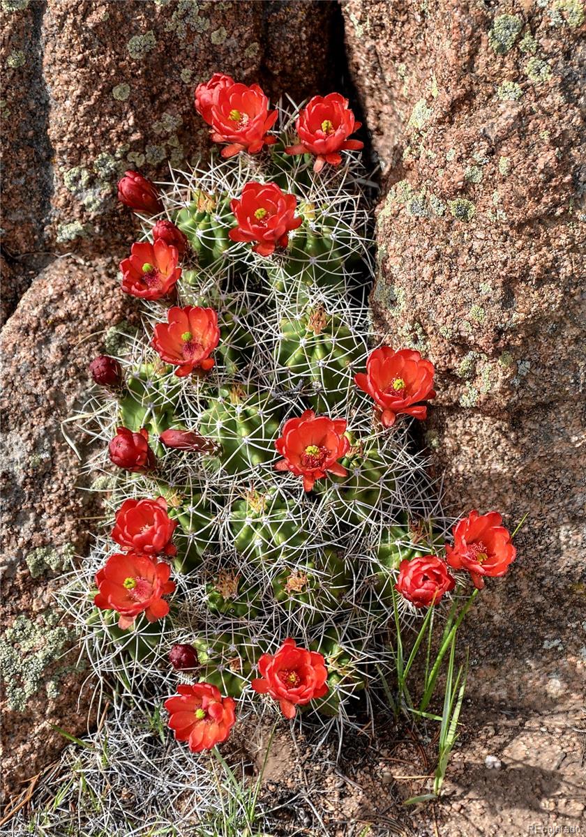 MLS Image #34 for 395  fox fire trail,cotopaxi, Colorado