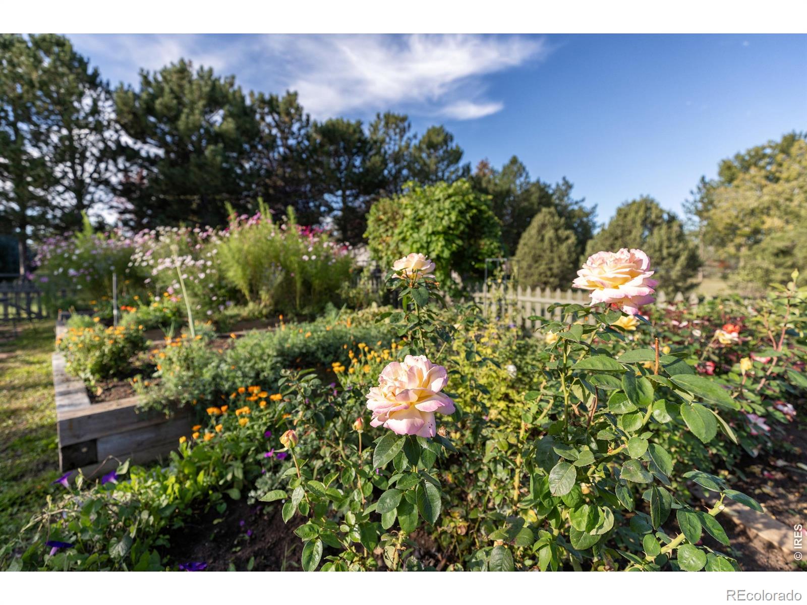 MLS Image #8 for 8726  crimson clover lane,longmont, Colorado