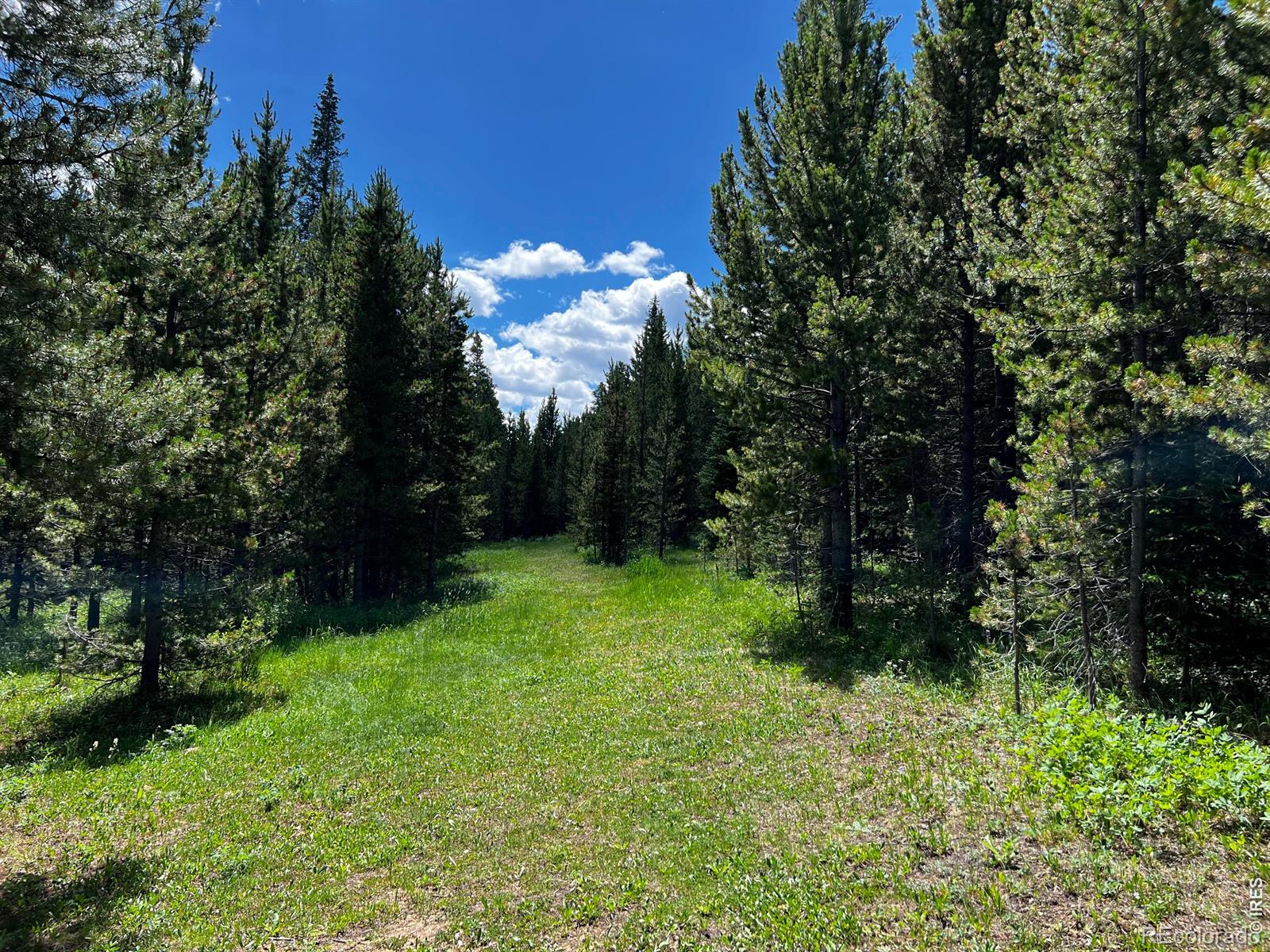 MLS Image #28 for 10000  forest rd 169 ,red feather lakes, Colorado
