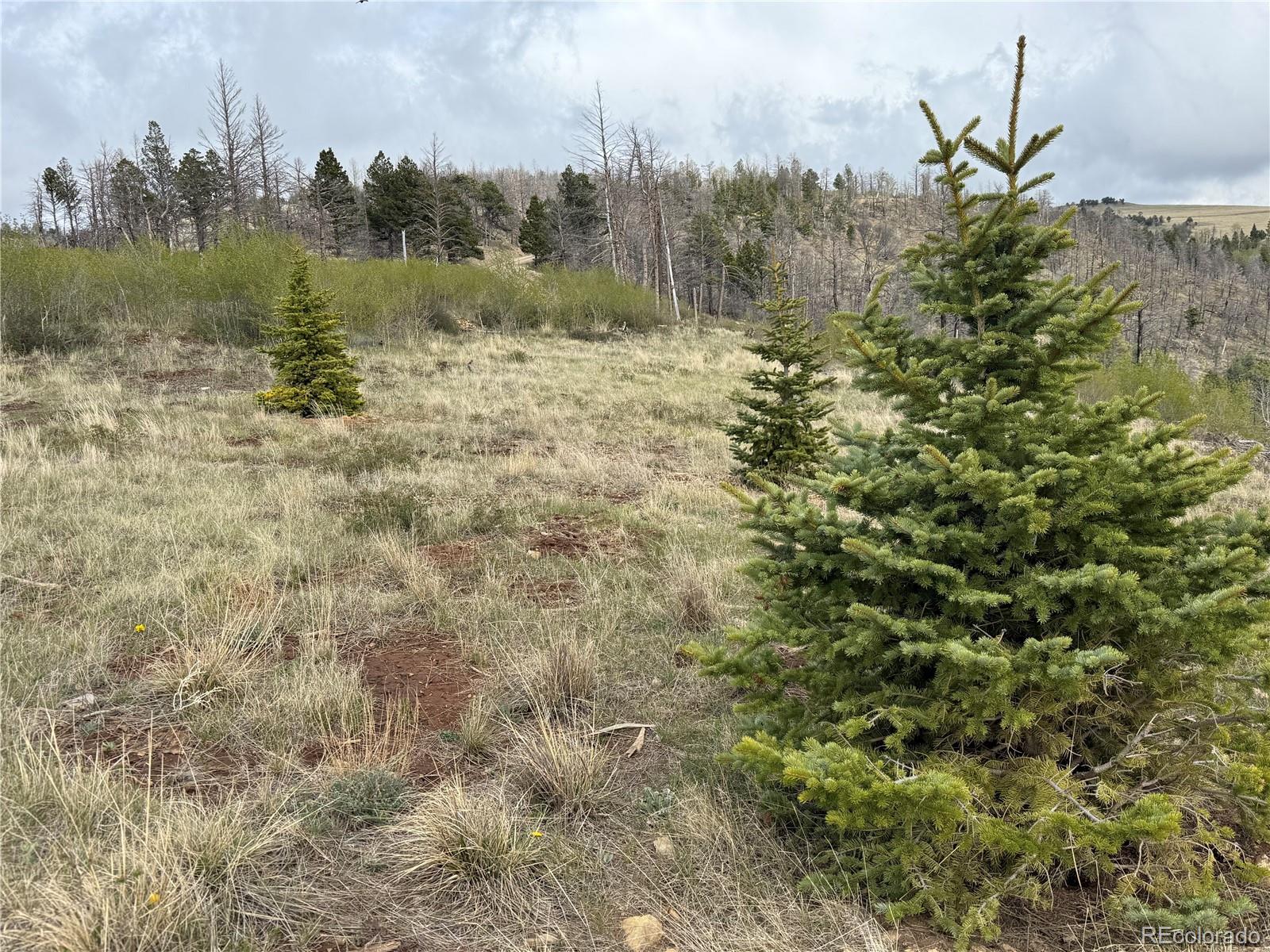 MLS Image #39 for 406-449  schierl road,fort garland, Colorado