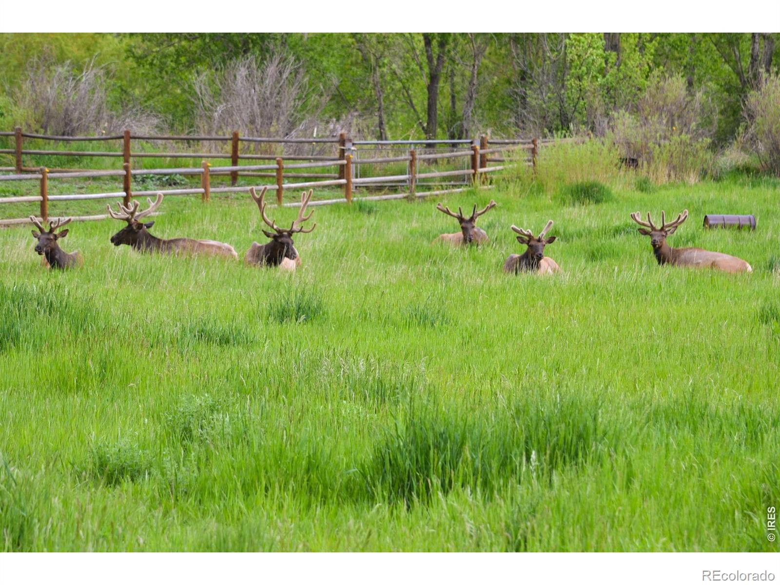 MLS Image #48 for 6206  fox tail court,loveland, Colorado