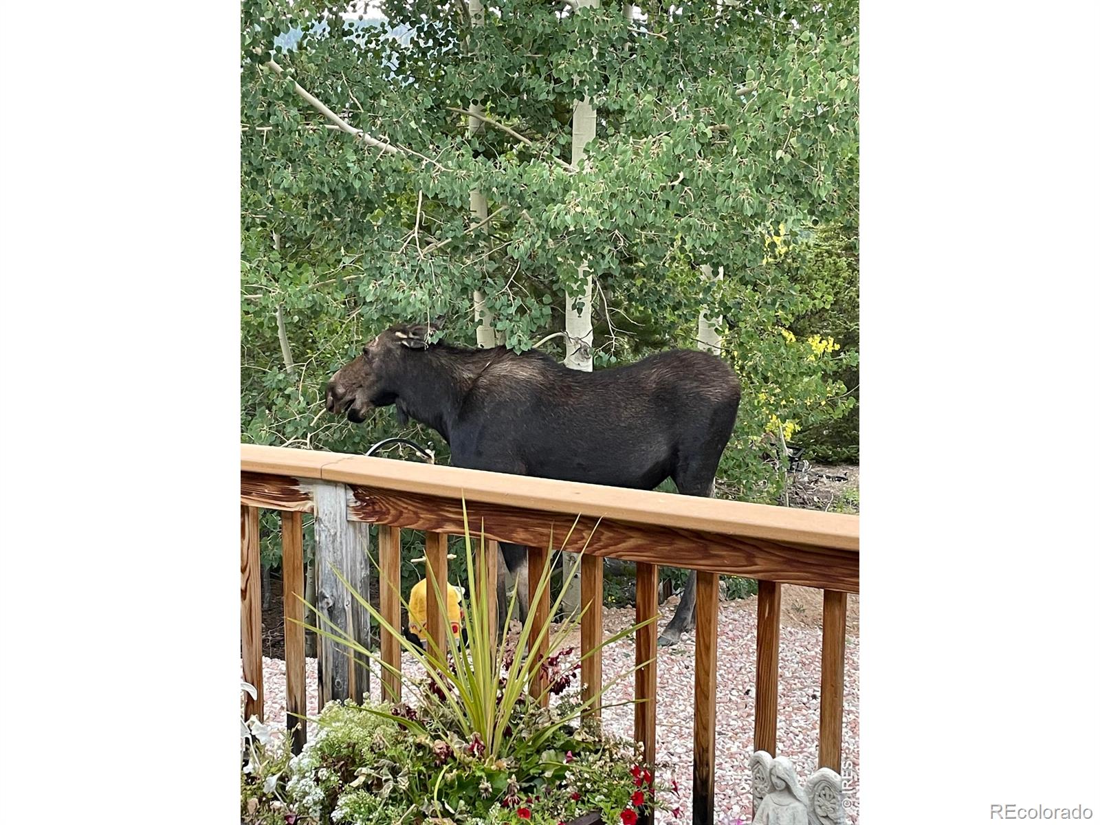 MLS Image #9 for 44  natchez circle,red feather lakes, Colorado