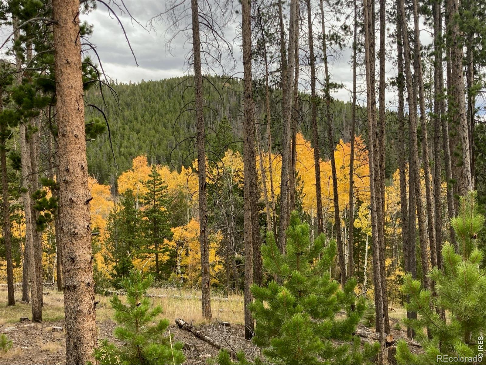 MLS Image #34 for 2227  osage trail,red feather lakes, Colorado