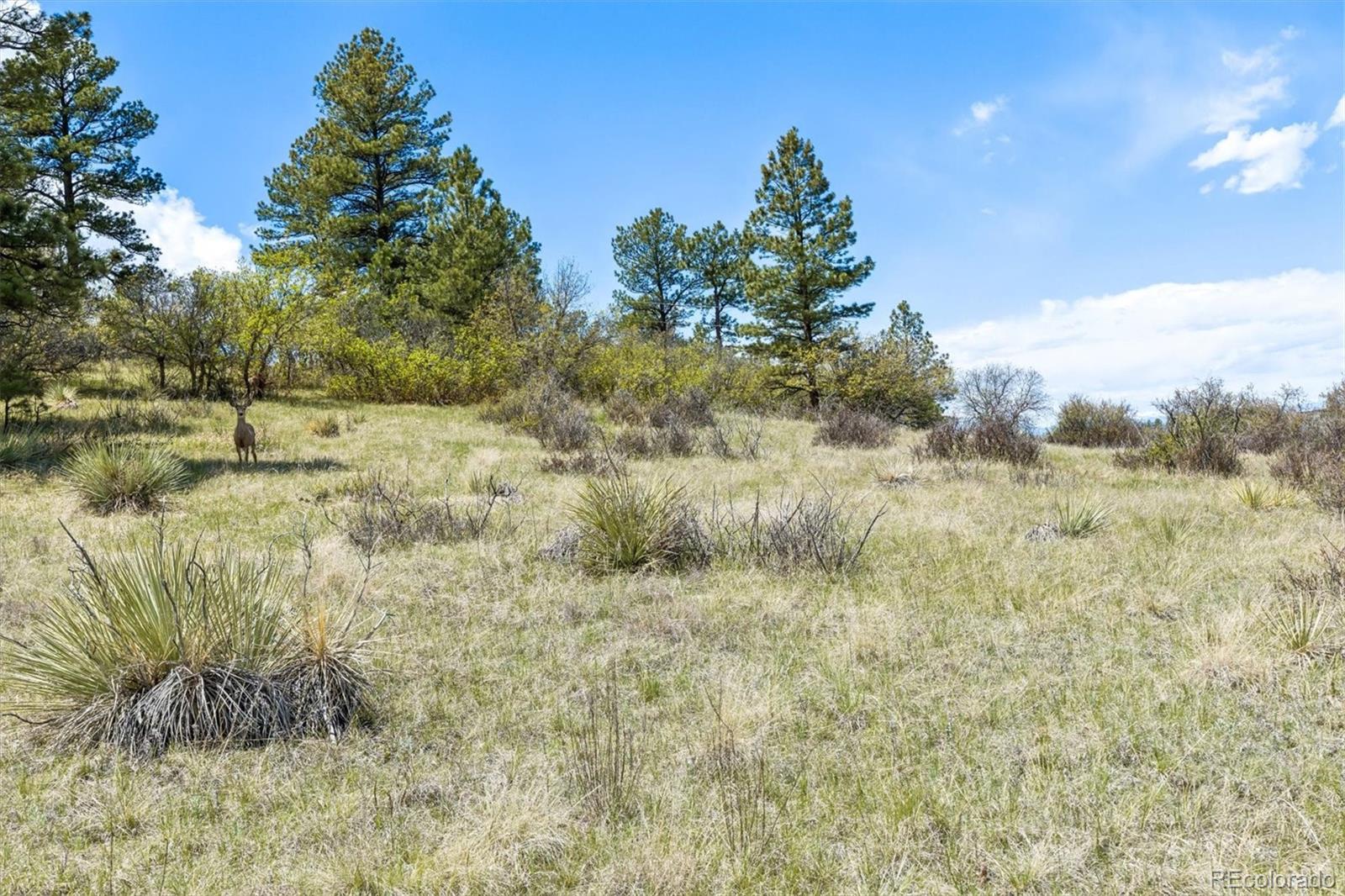 MLS Image #27 for 6886  village road,parker, Colorado