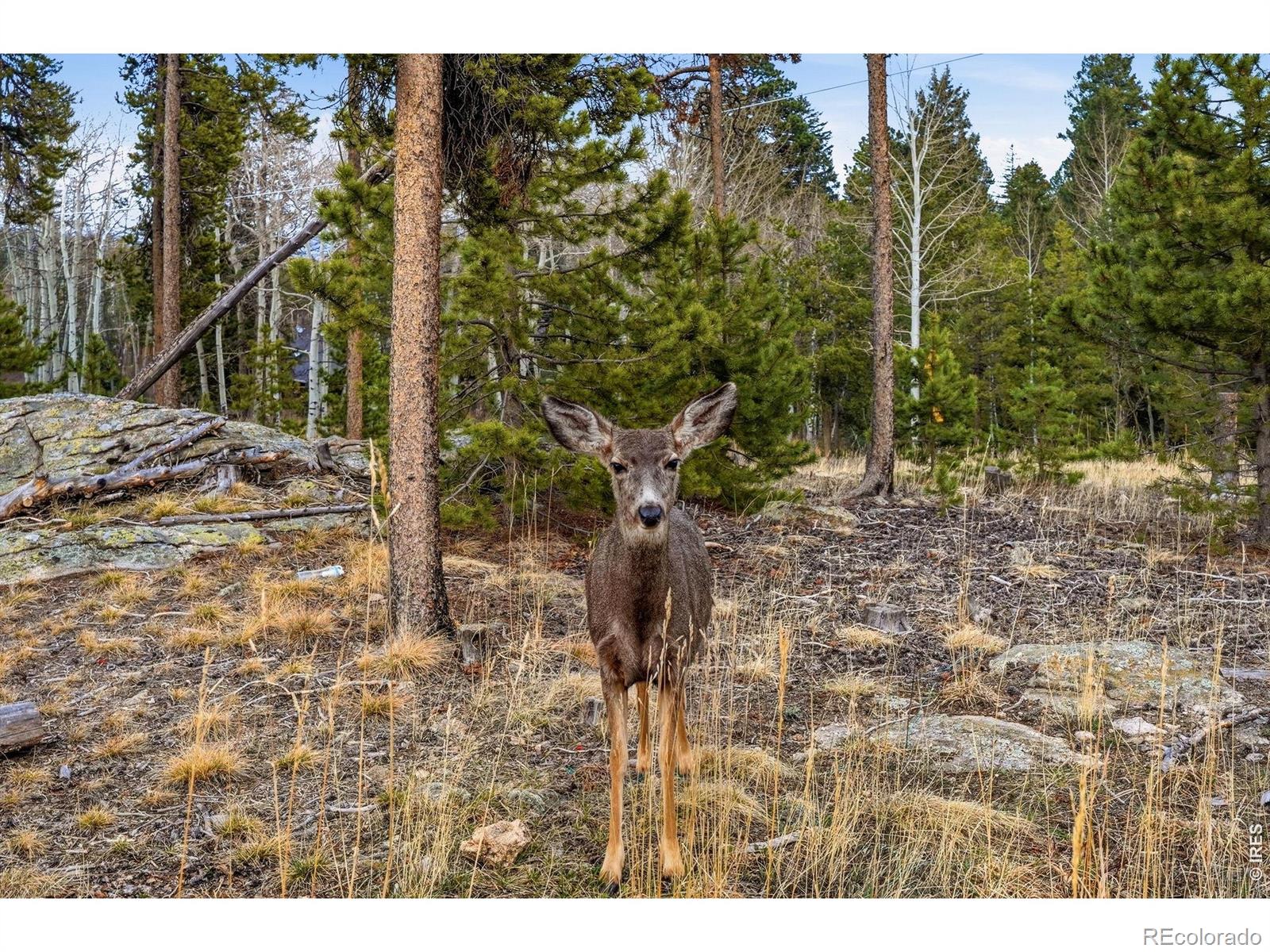 MLS Image #44 for 31551  black widow drive,conifer, Colorado