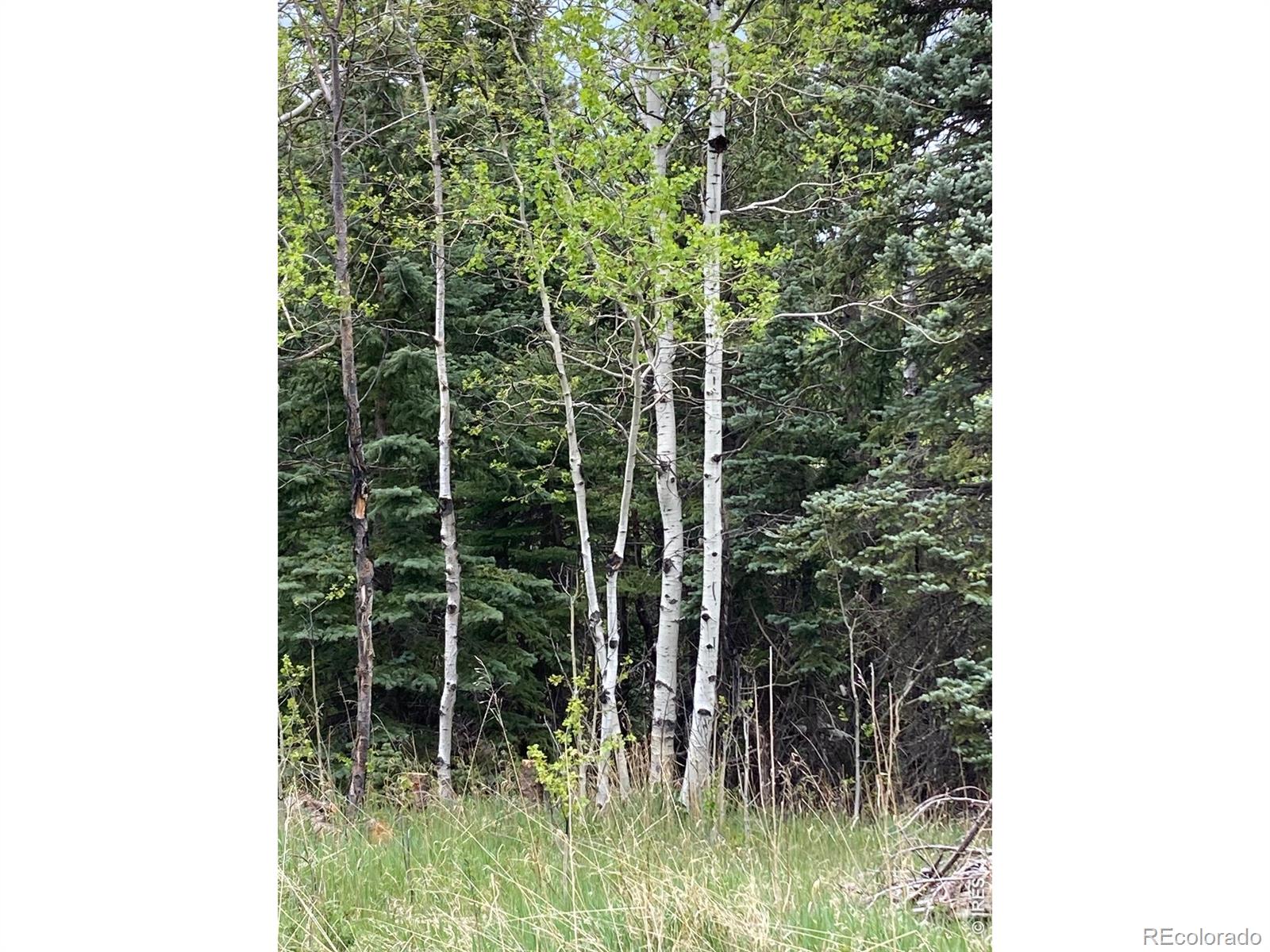 MLS Image #17 for 1064  cold springs road,nederland, Colorado