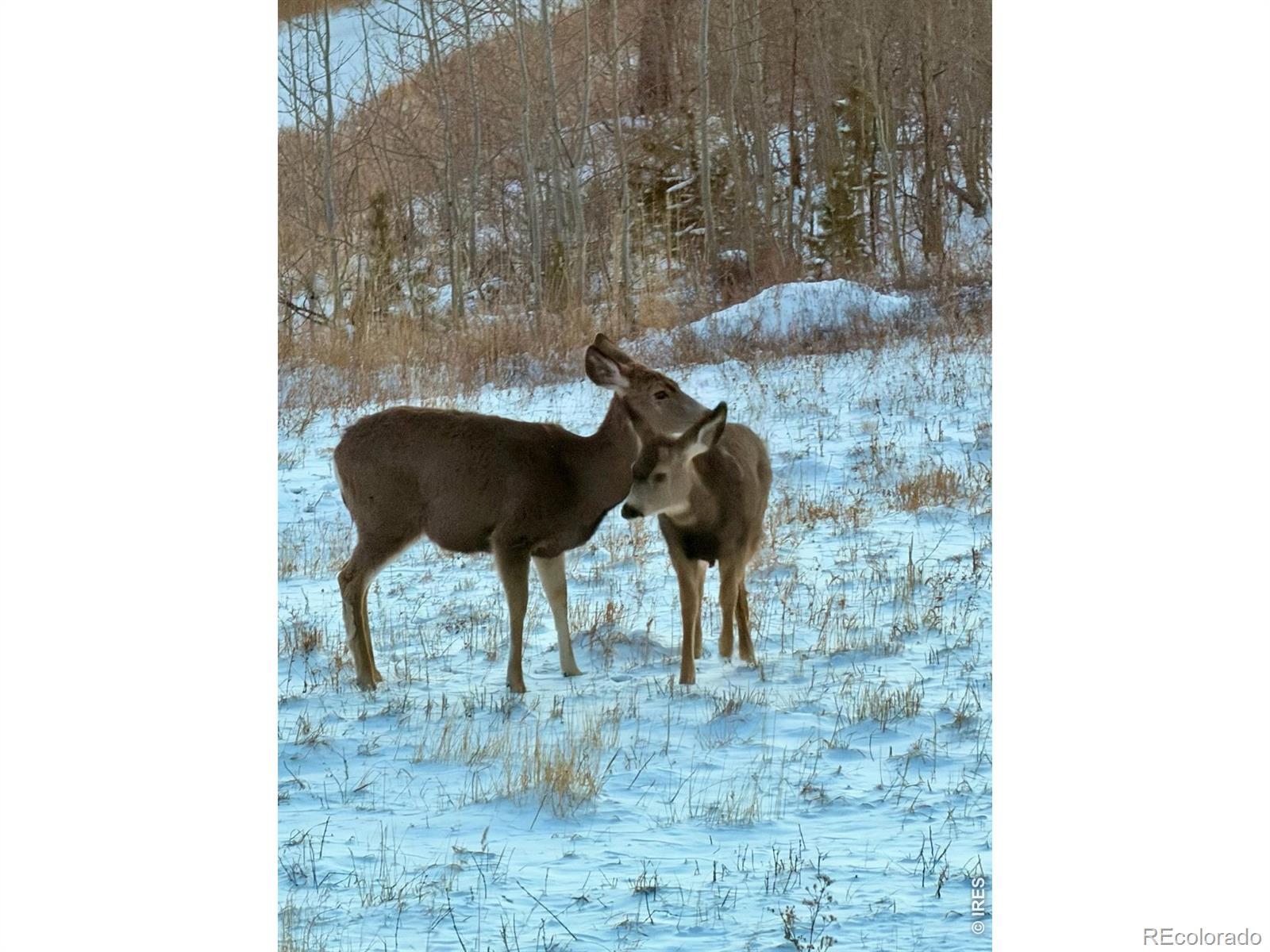 MLS Image #9 for 892  stratton park road,bellvue, Colorado