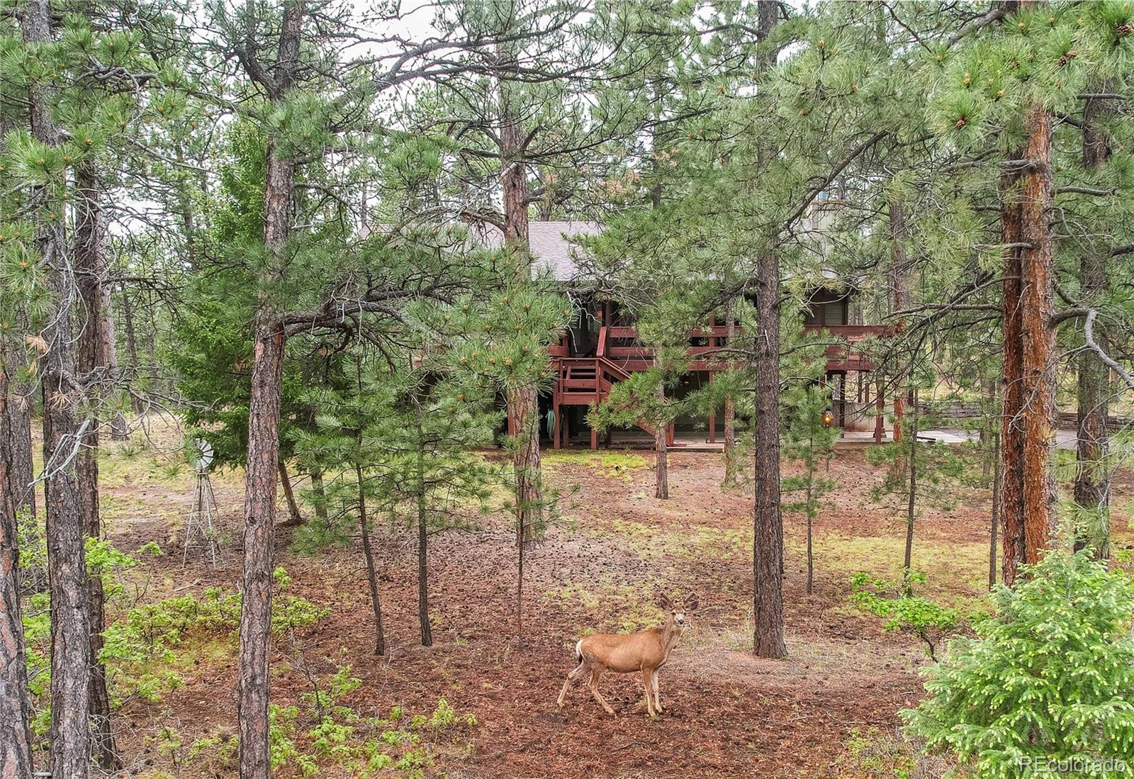 MLS Image #6 for 4490  red rock drive,larkspur, Colorado