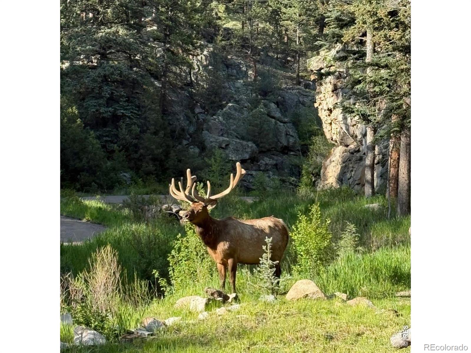 MLS Image #38 for 232  fox creek road,glen haven, Colorado