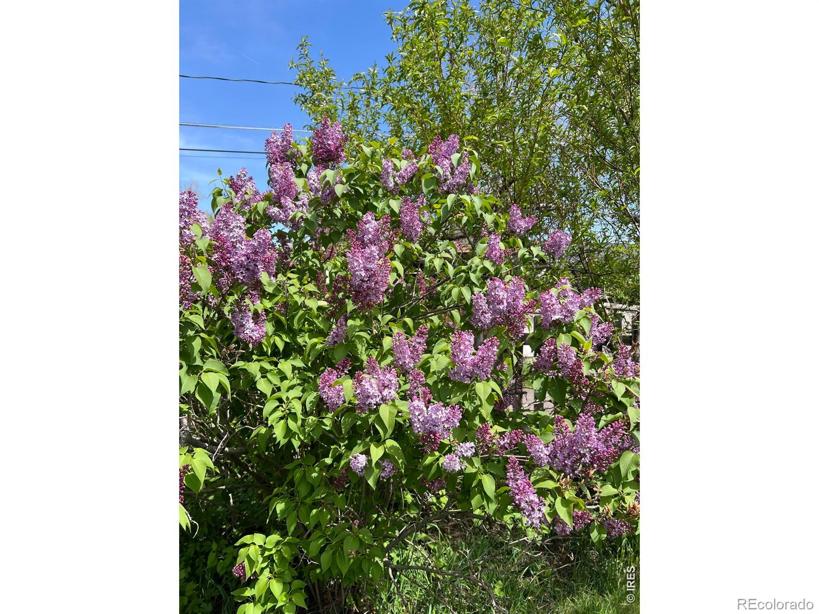 MLS Image #39 for 4528 w 27th avenue,denver, Colorado