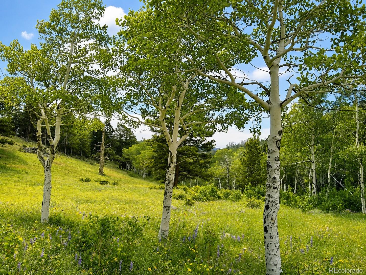 MLS Image #21 for 1001  county road 86 ,red feather lakes, Colorado