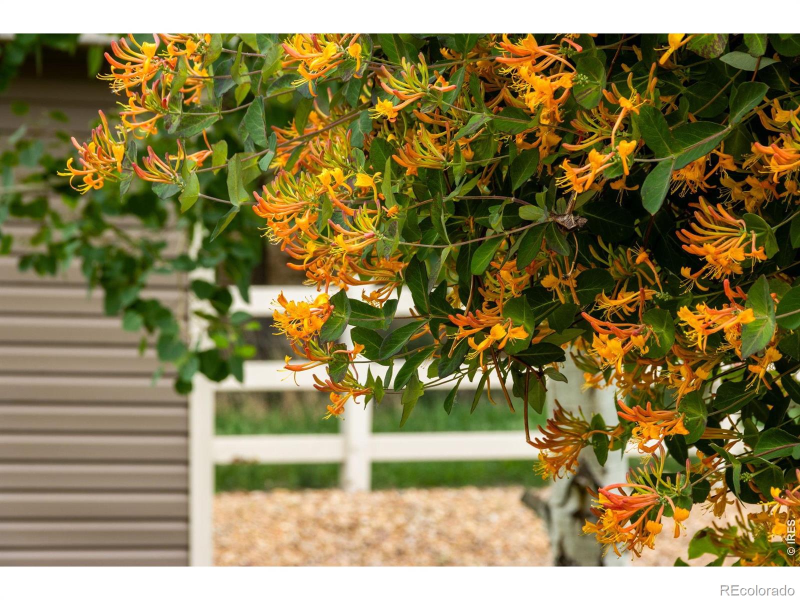 MLS Image #49 for 4824  wildwood way,johnstown, Colorado
