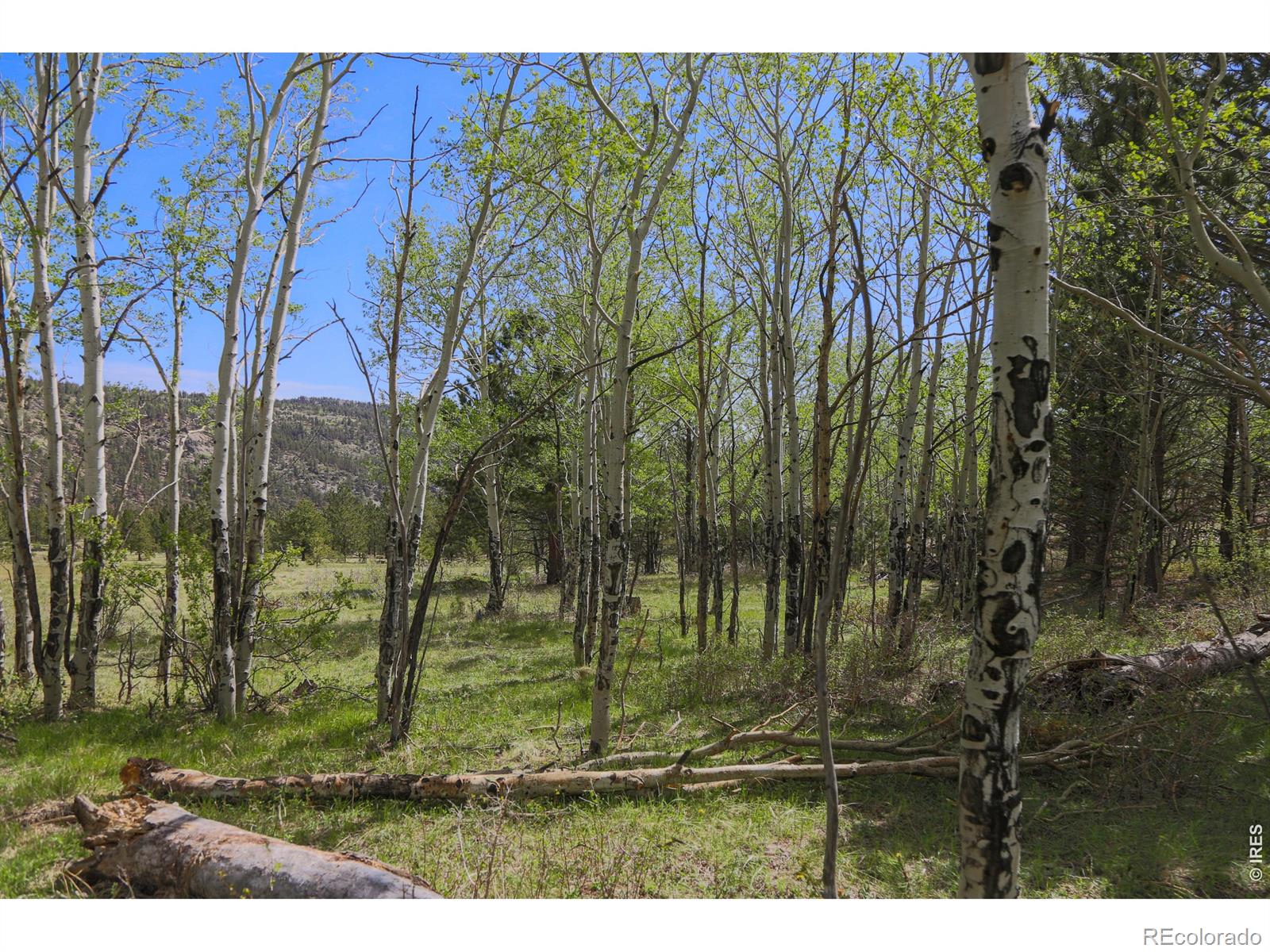 MLS Image #31 for 2900  pole hill road,estes park, Colorado
