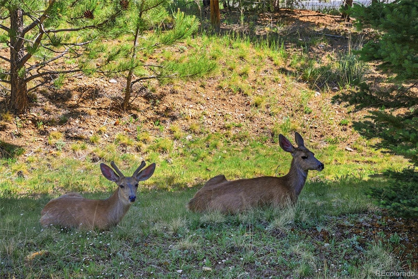 MLS Image #39 for 31719  rocky village drive,evergreen, Colorado